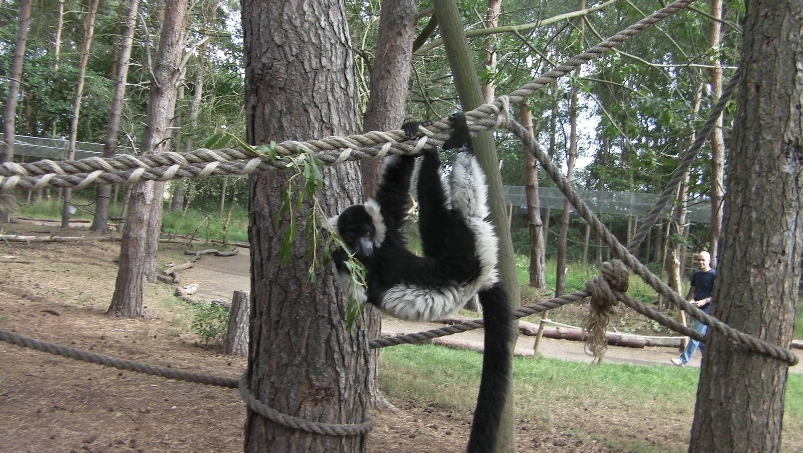 Lemur Woods - 19.08.2011