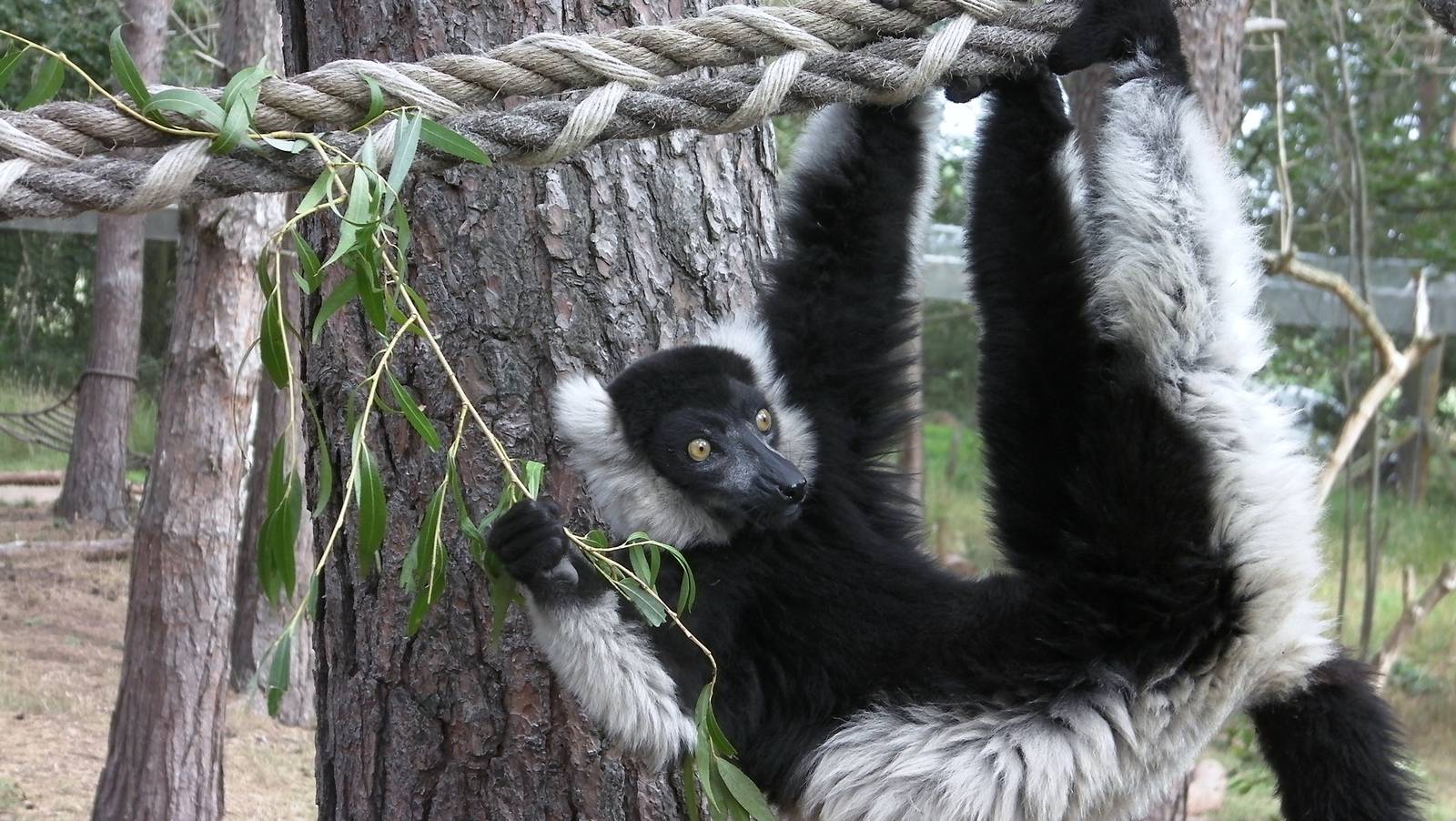 Lemur Woods - 19.08.2011