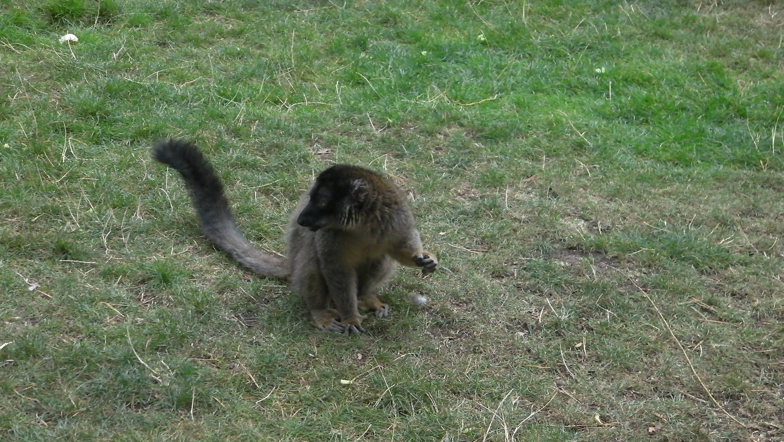 Lemur Woods - 19.08.2011