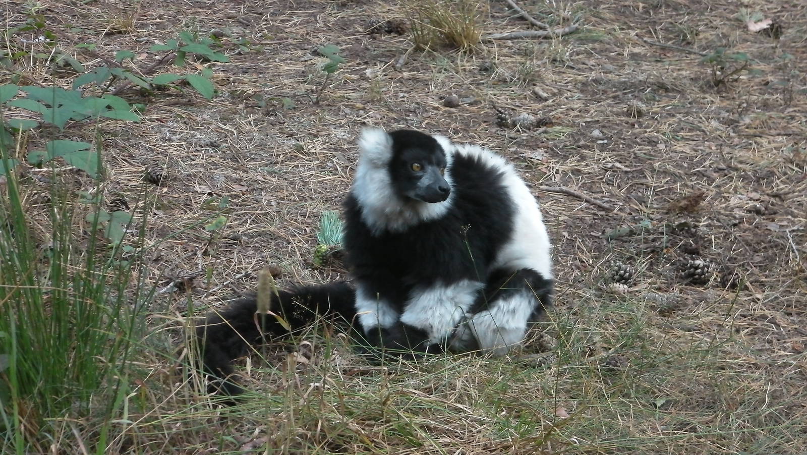 Lemur Woods - 19.08.2011