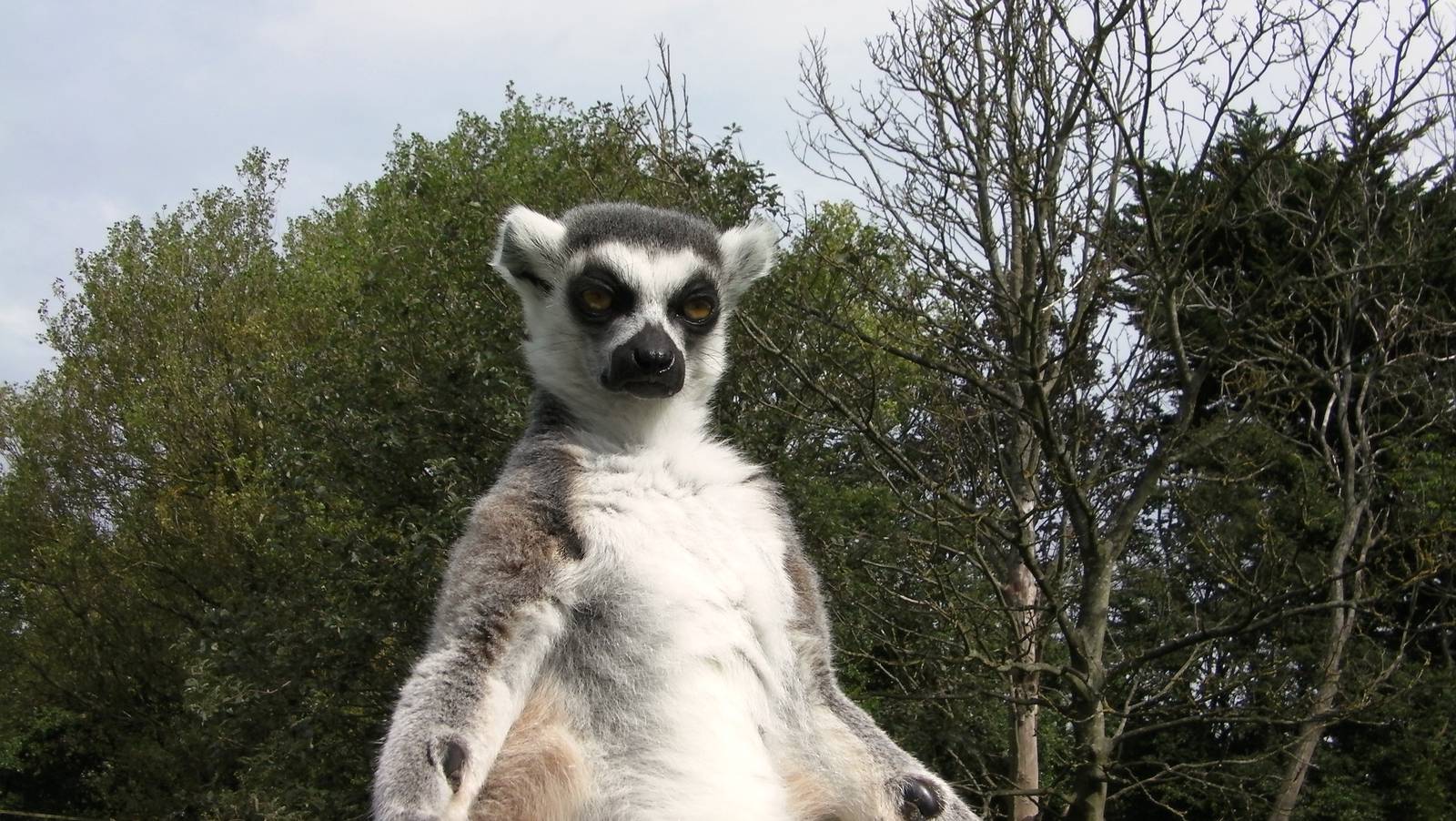 Lemur Woods - 26.08.2011