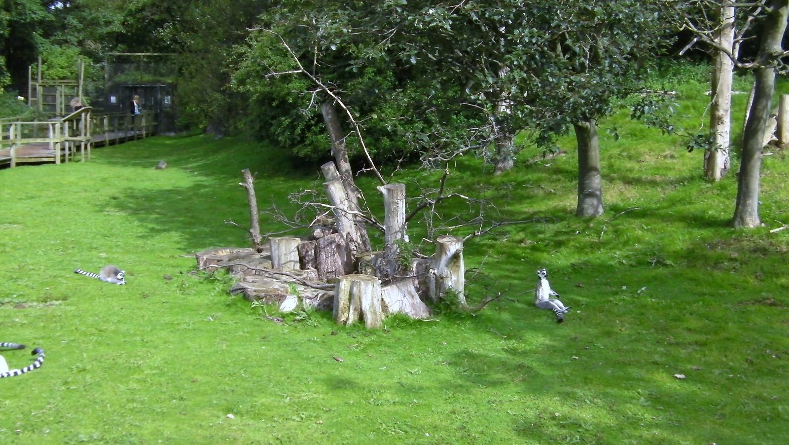 Lemur Woods - 26.08.2011