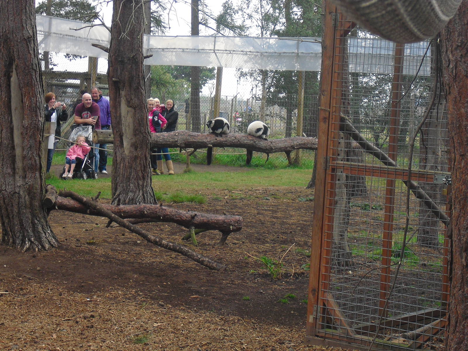 Lemur Woods - Black-and-White Ruffed Lemurs - 06/09/2011