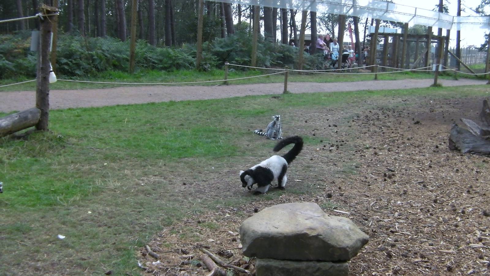 Lemur Woods Scatter Feed - 19.08.2011