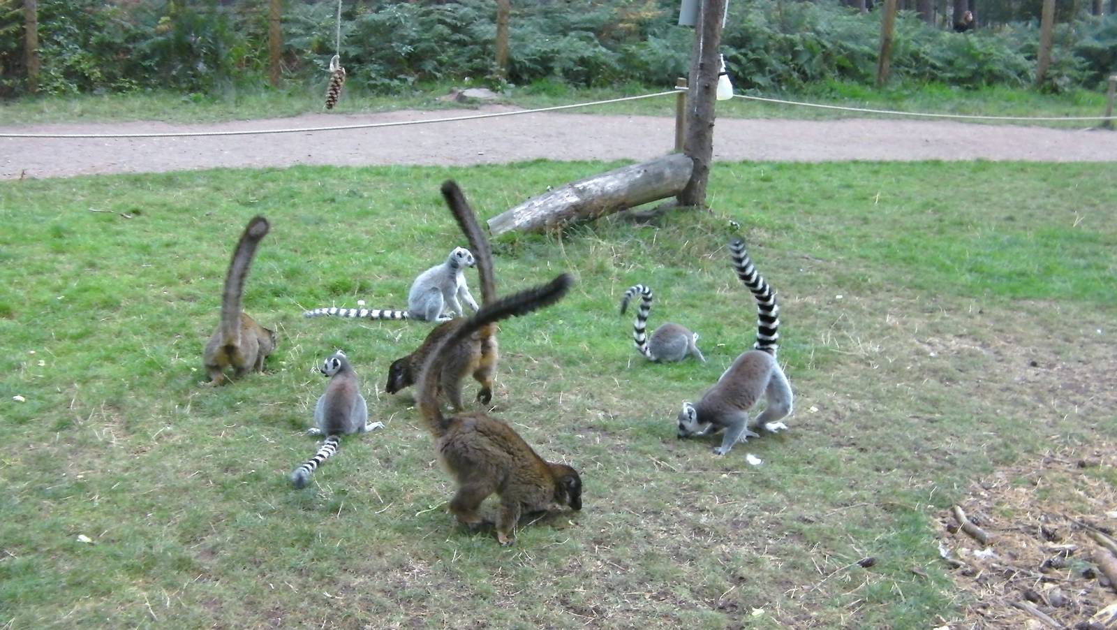 Lemur Woods Scatter Feed - 19.08.2011