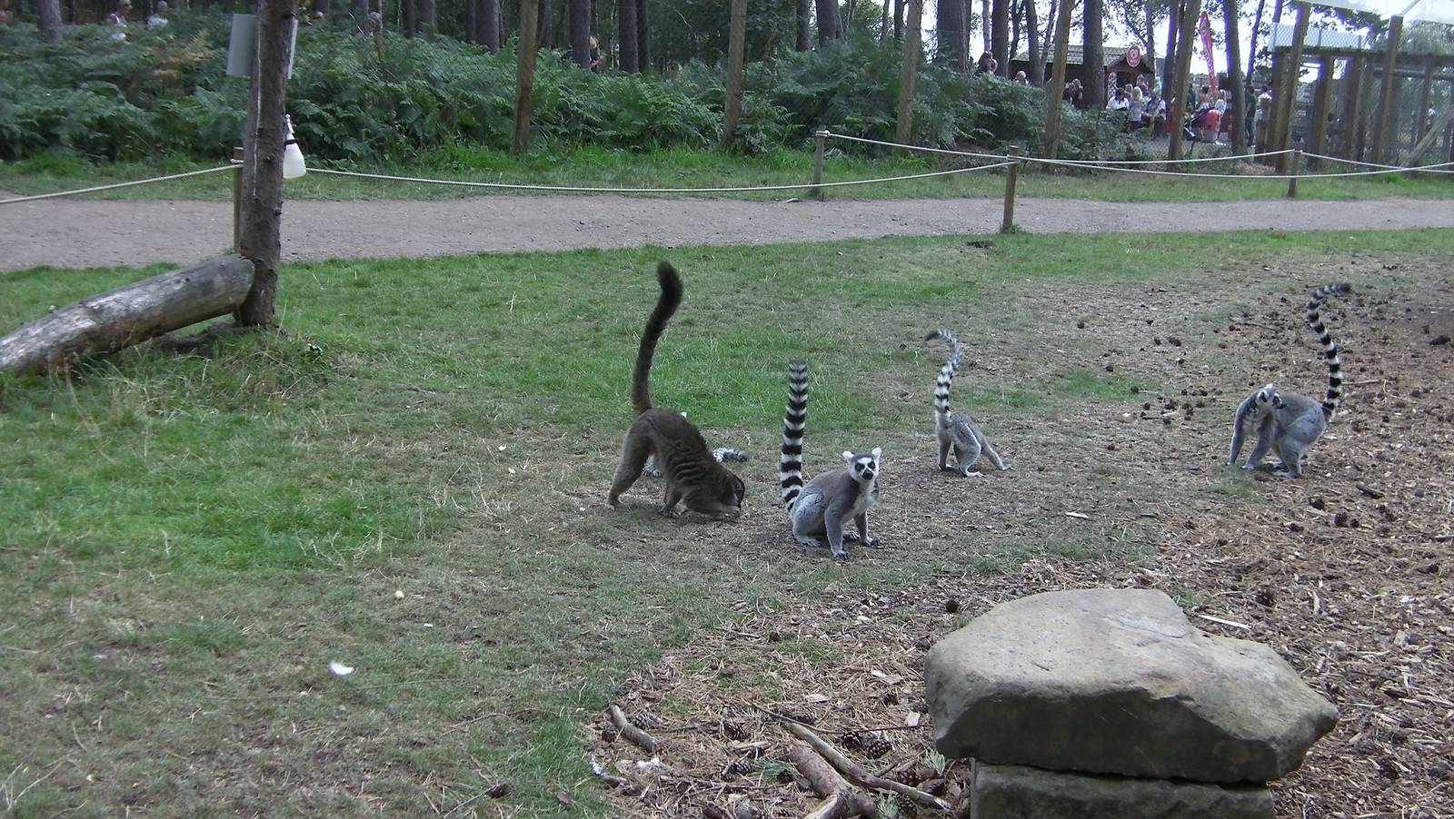 Lemur Woods Scatter Feed - 19.08.2011