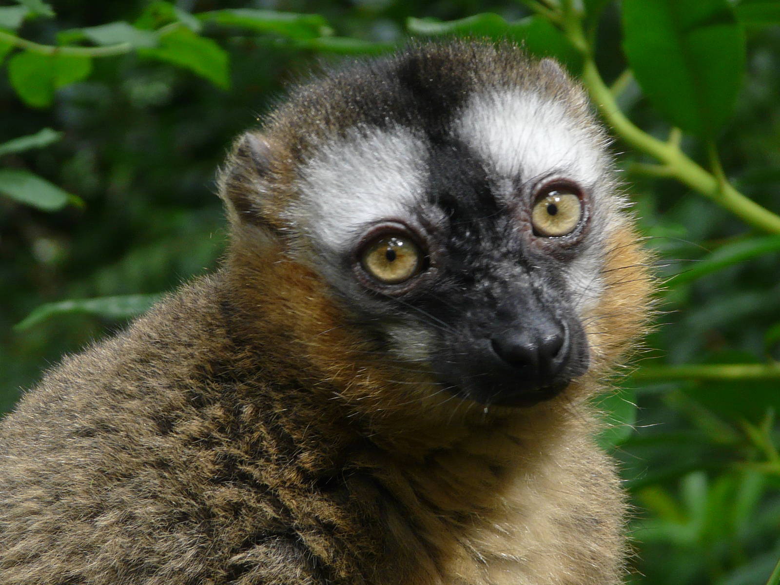 Lemur