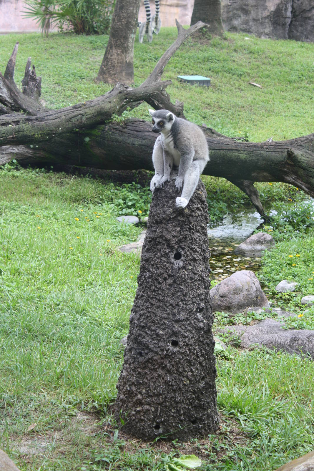 Lemur