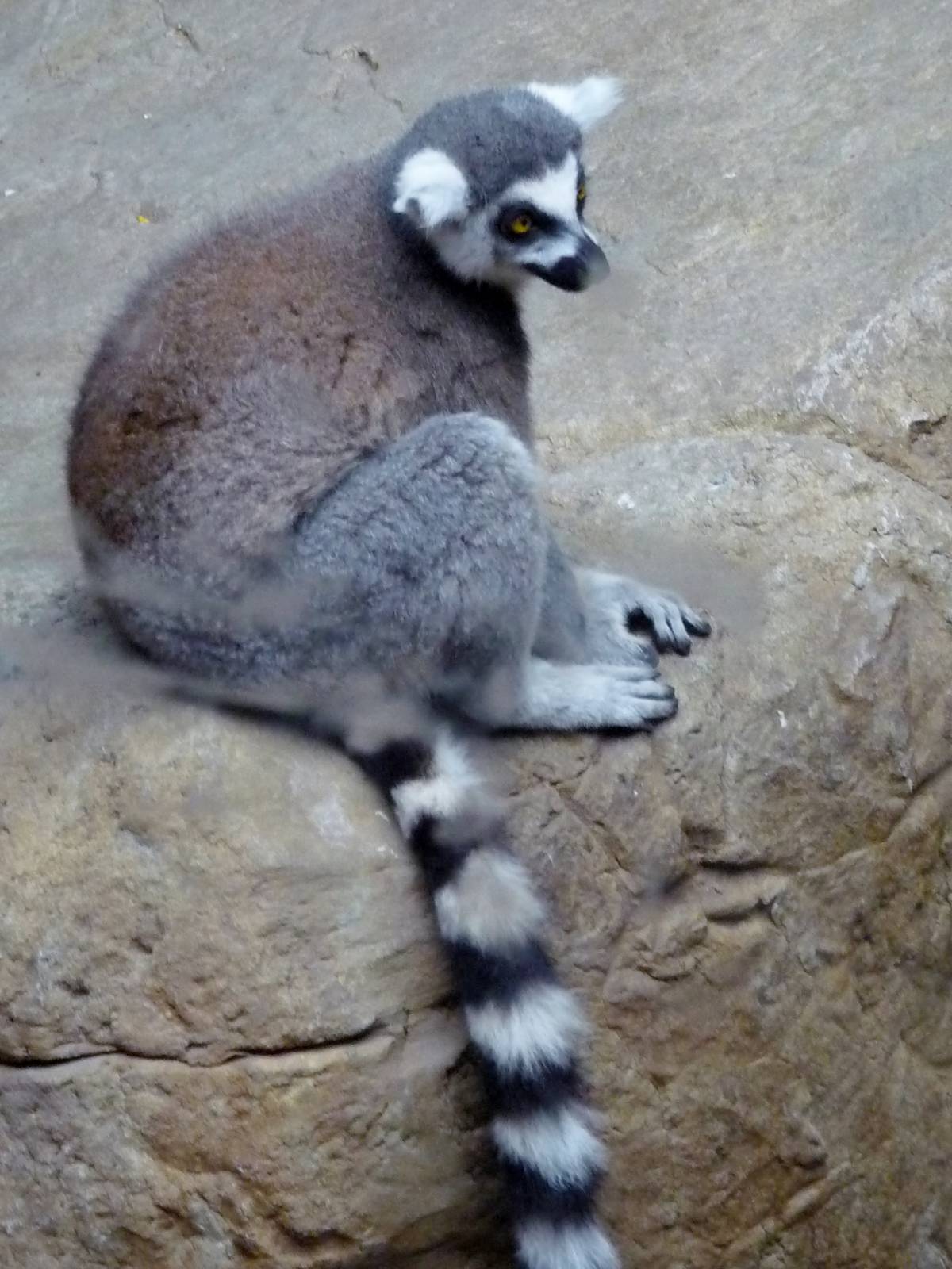 Lemur