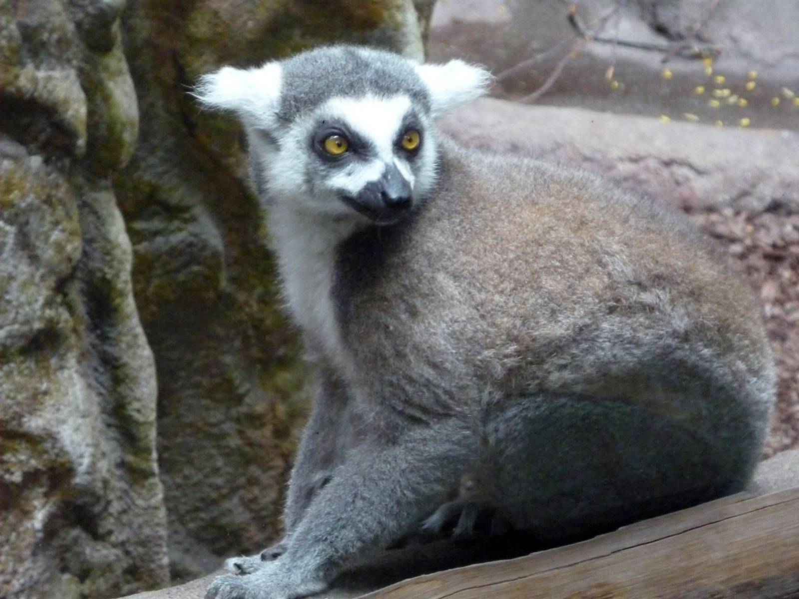 Lemur