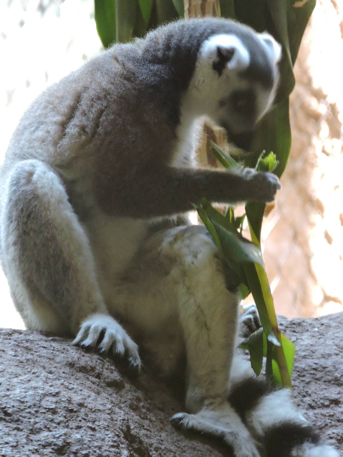 Lemur