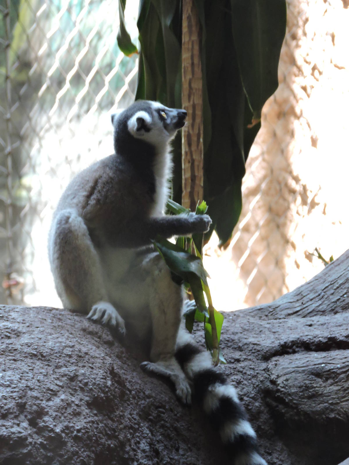 Lemur