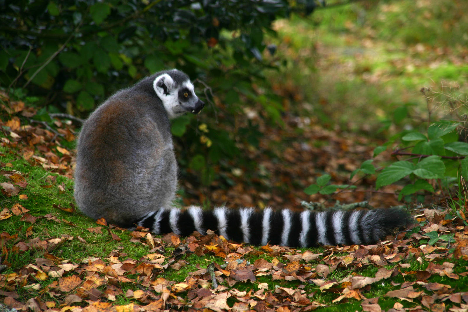 Lemur
