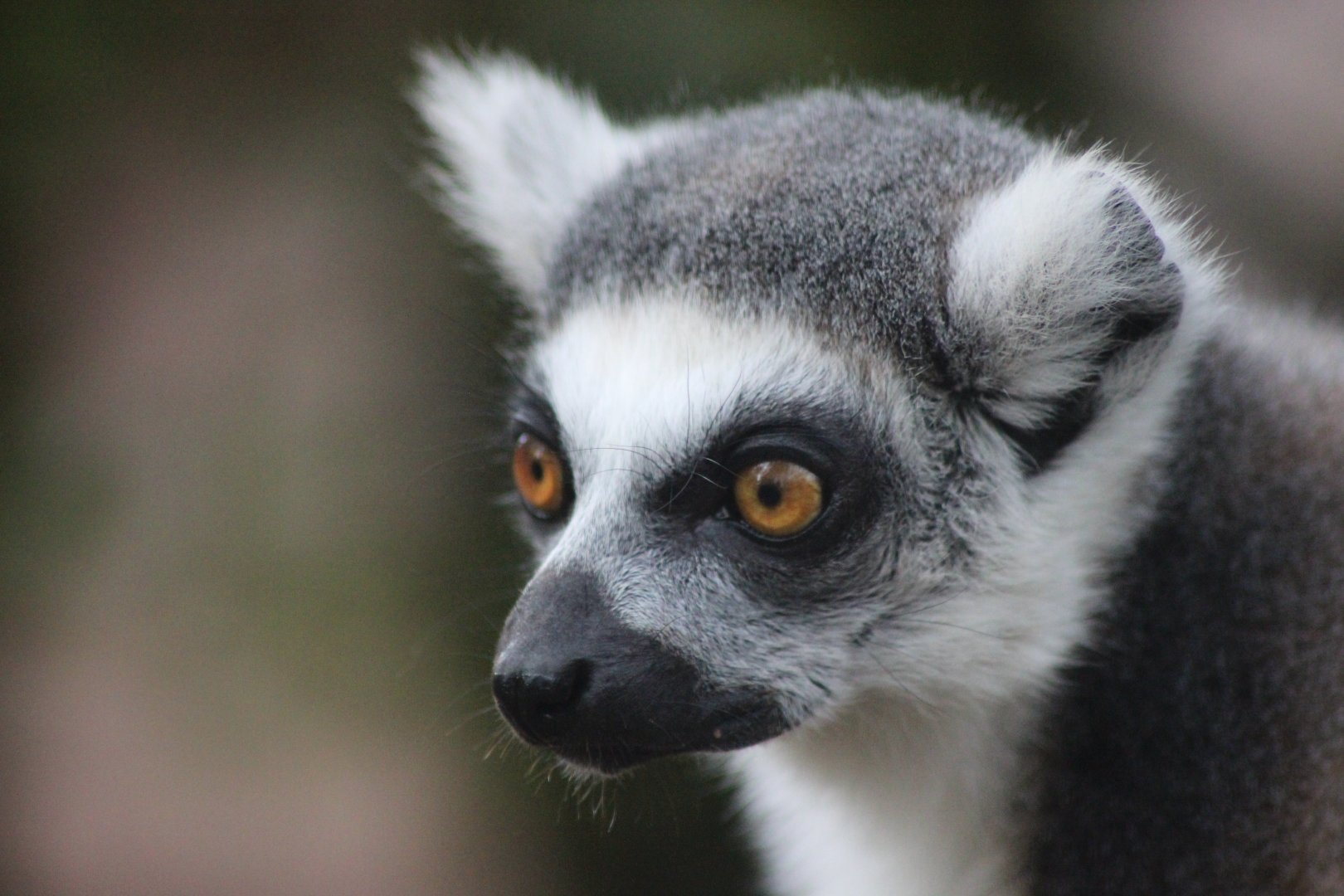 Lemur