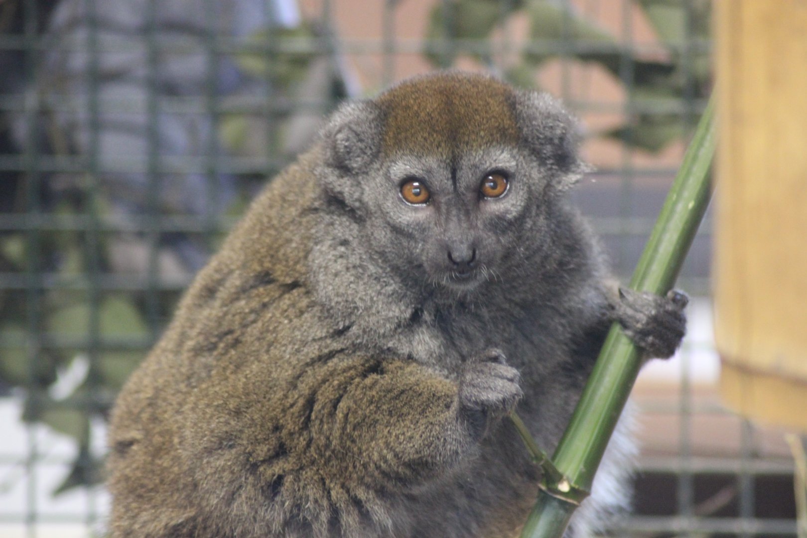 Lemur
