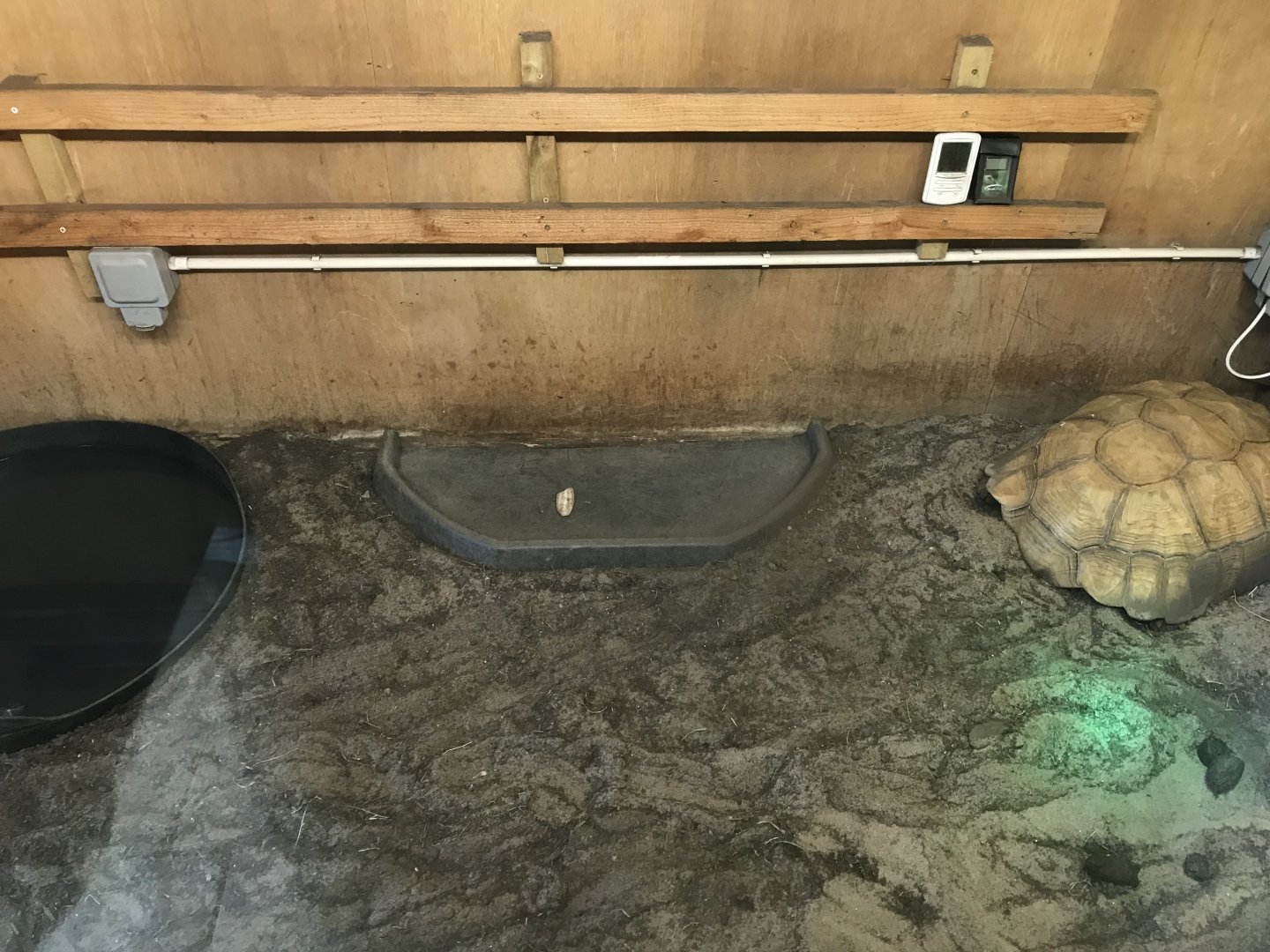 Lemurland- African spurred tortoise indoors