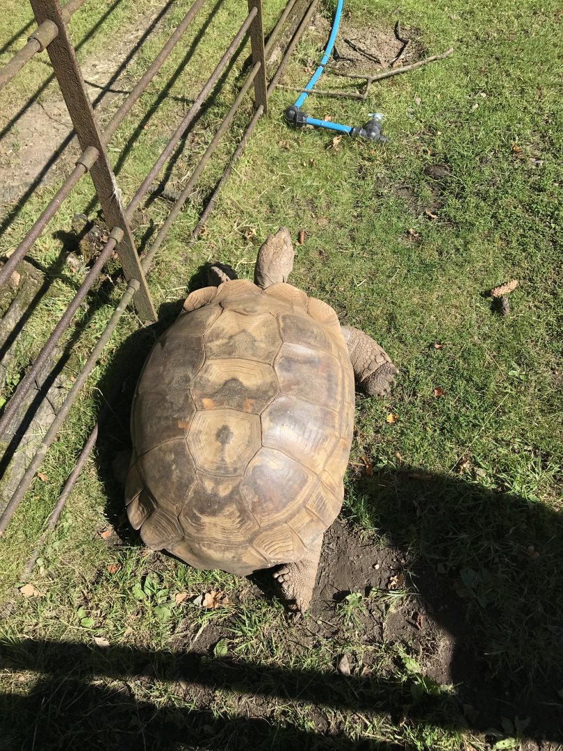 Lemurland- African spurred tortoise