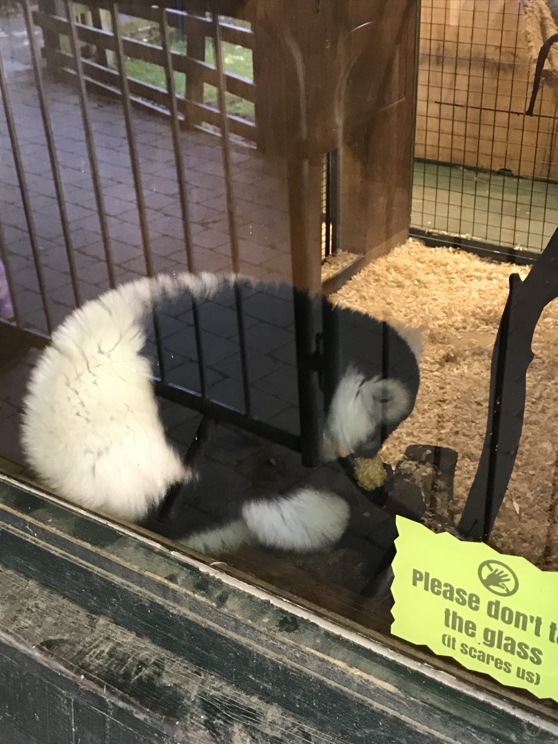 Lemurland- B&W ruffed lemur eating corn