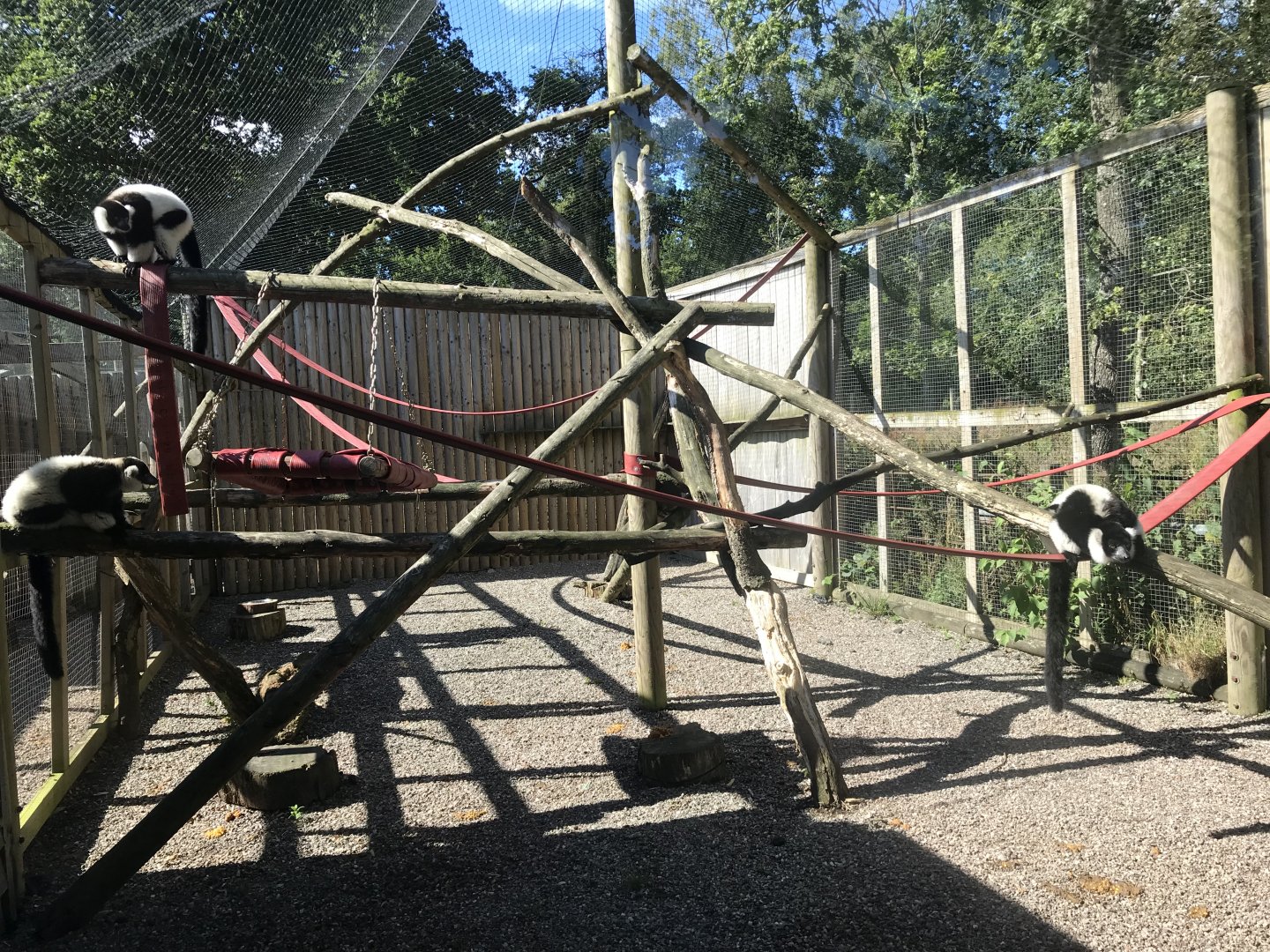 Lemurland- B&W ruffed lemur enclosure