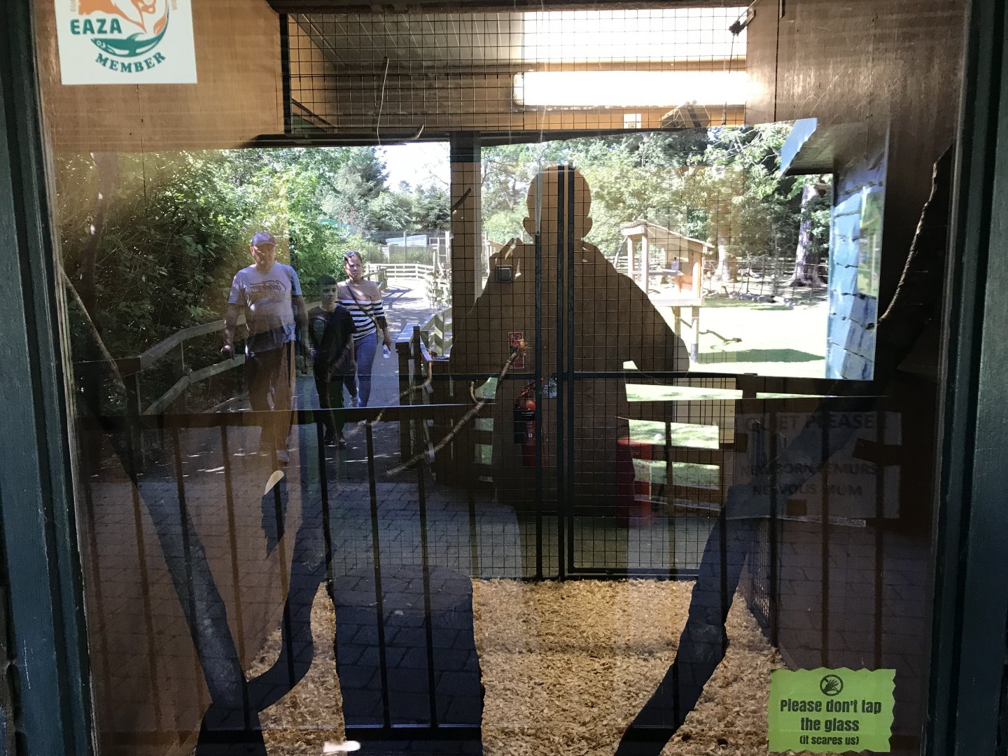 Lemurland- B&W ruffed lemur indoors (2)