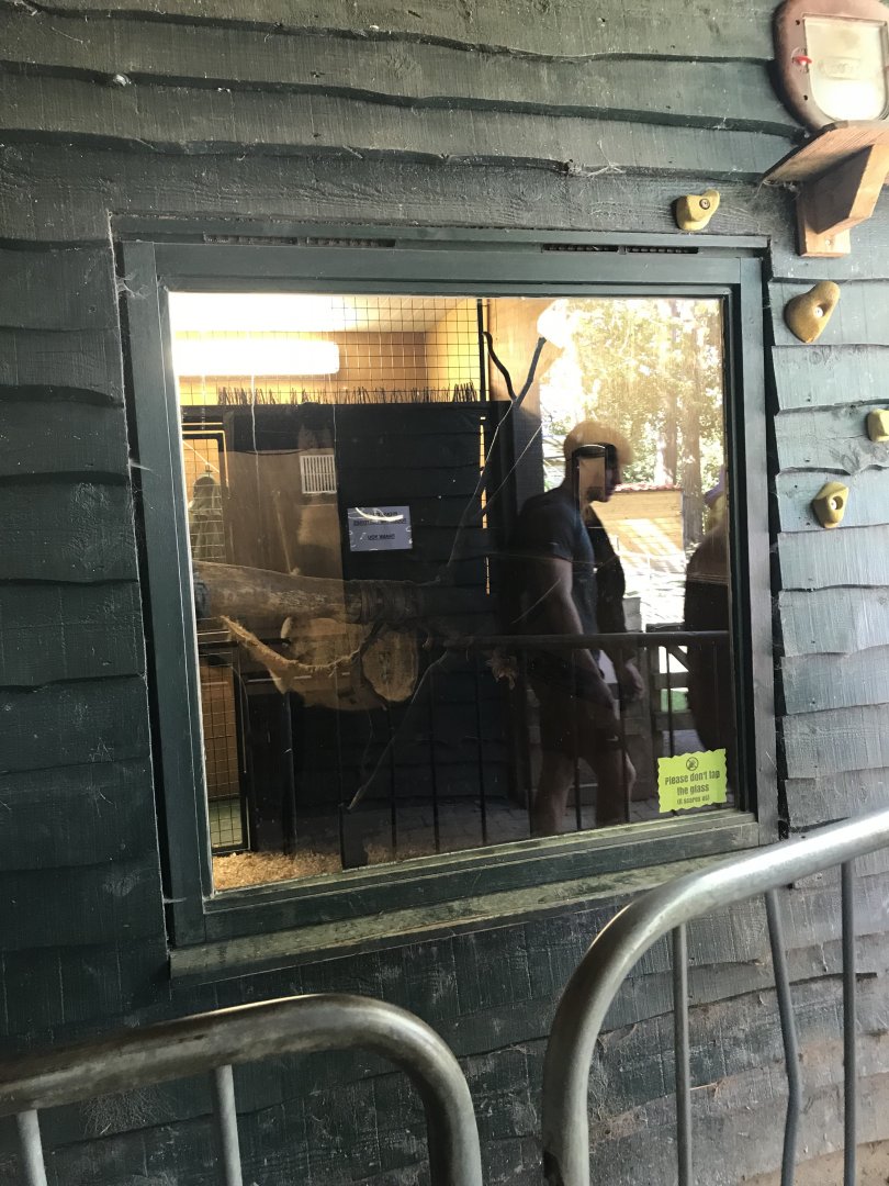 Lemurland- B&W ruffed lemur indoors (3)