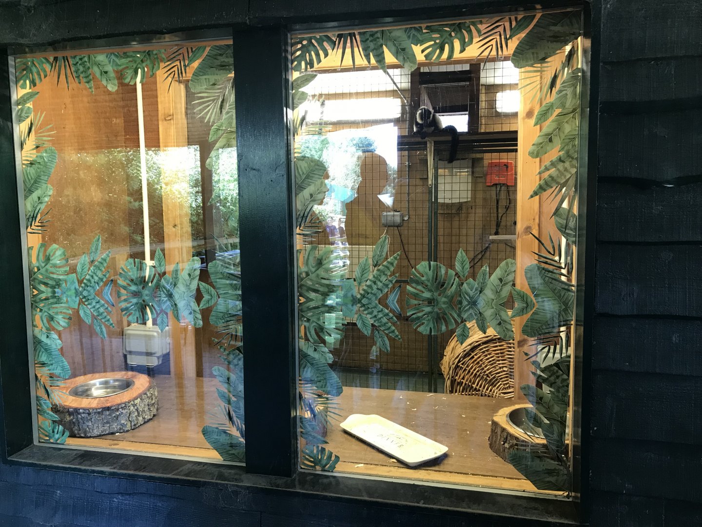 Lemurland- B&W ruffed lemur indoors