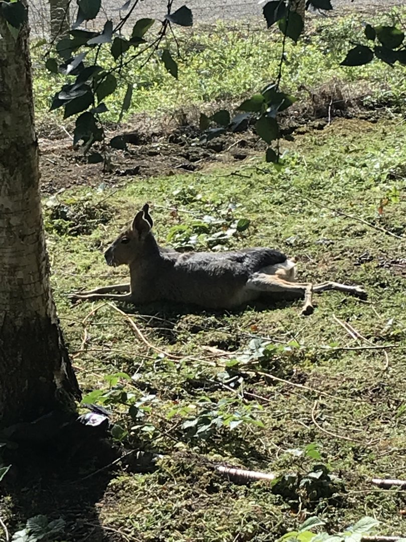 Lemurland- Patagonian mara