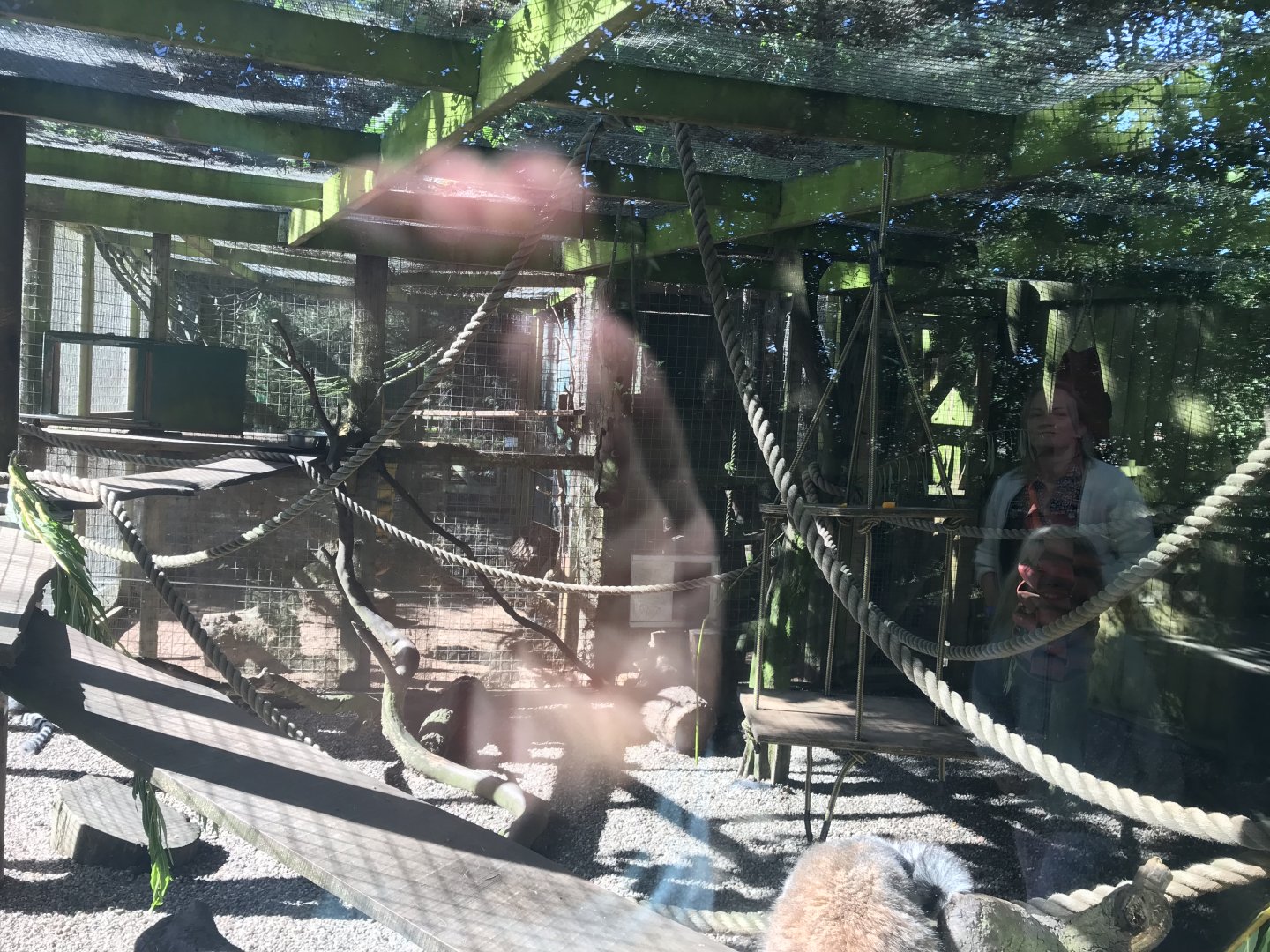 Lemurland- Ring tailed lemur enclosure