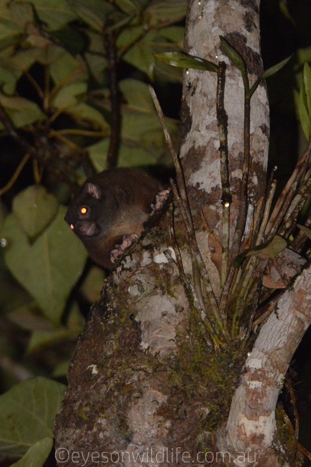 Lemuroid Ringtail Possum (Hemibelideus lemuroides)