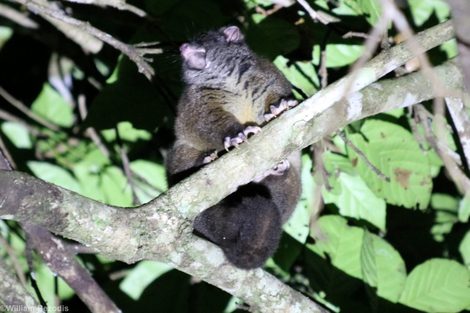 Lemuroid Ringtail Possum - Mount Hypipamee