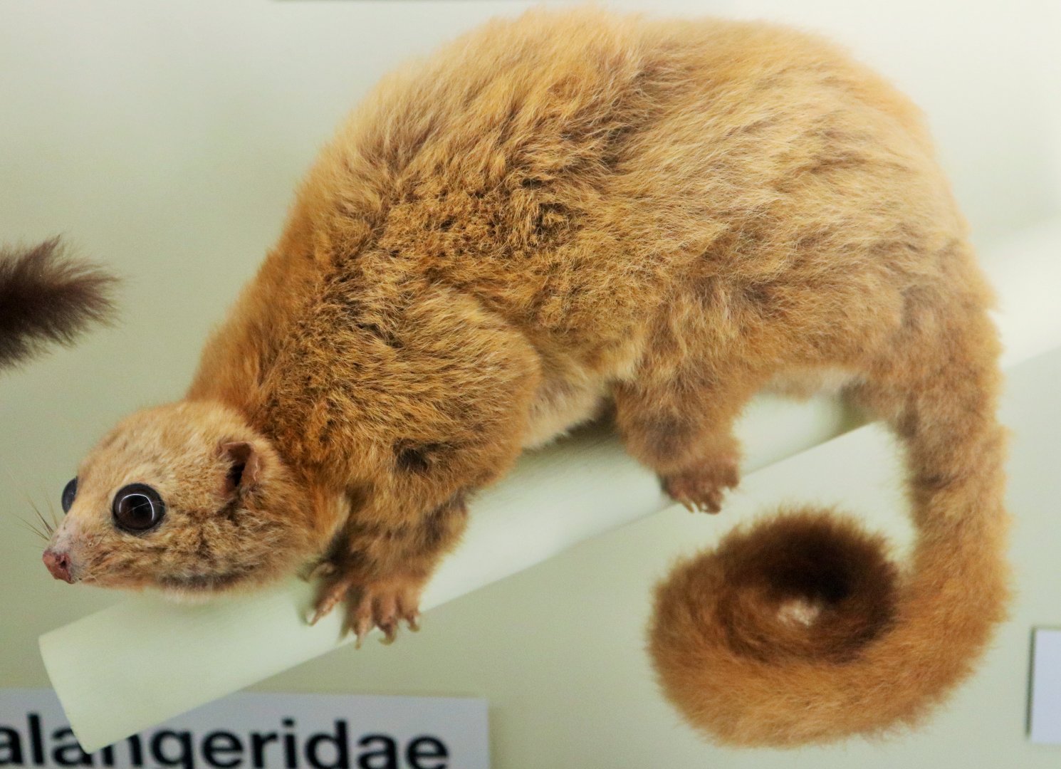 Lemuroid Ringtailed Possum (Hemibelideus lemuroides)