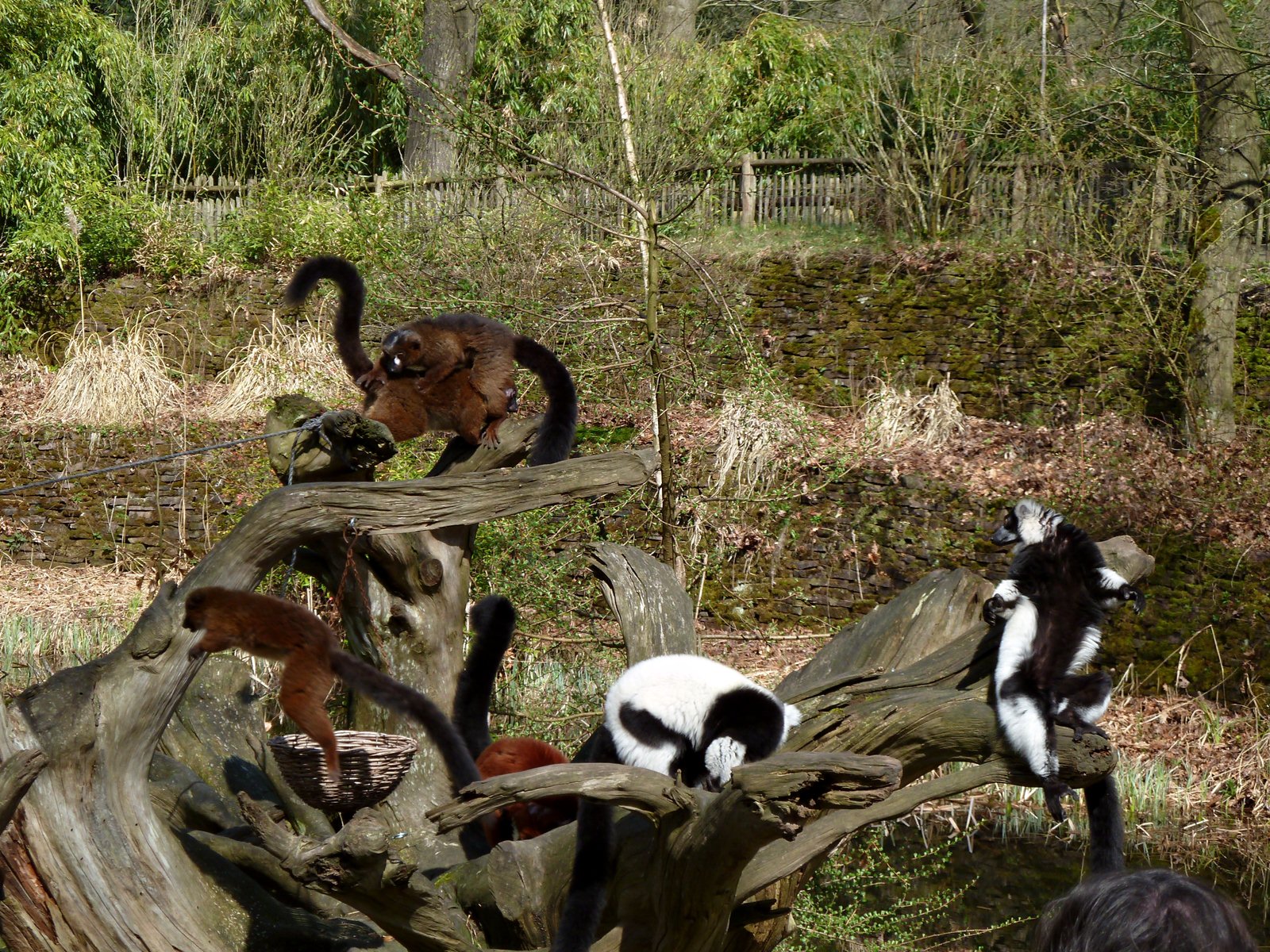 Lemurs after feeding presentation