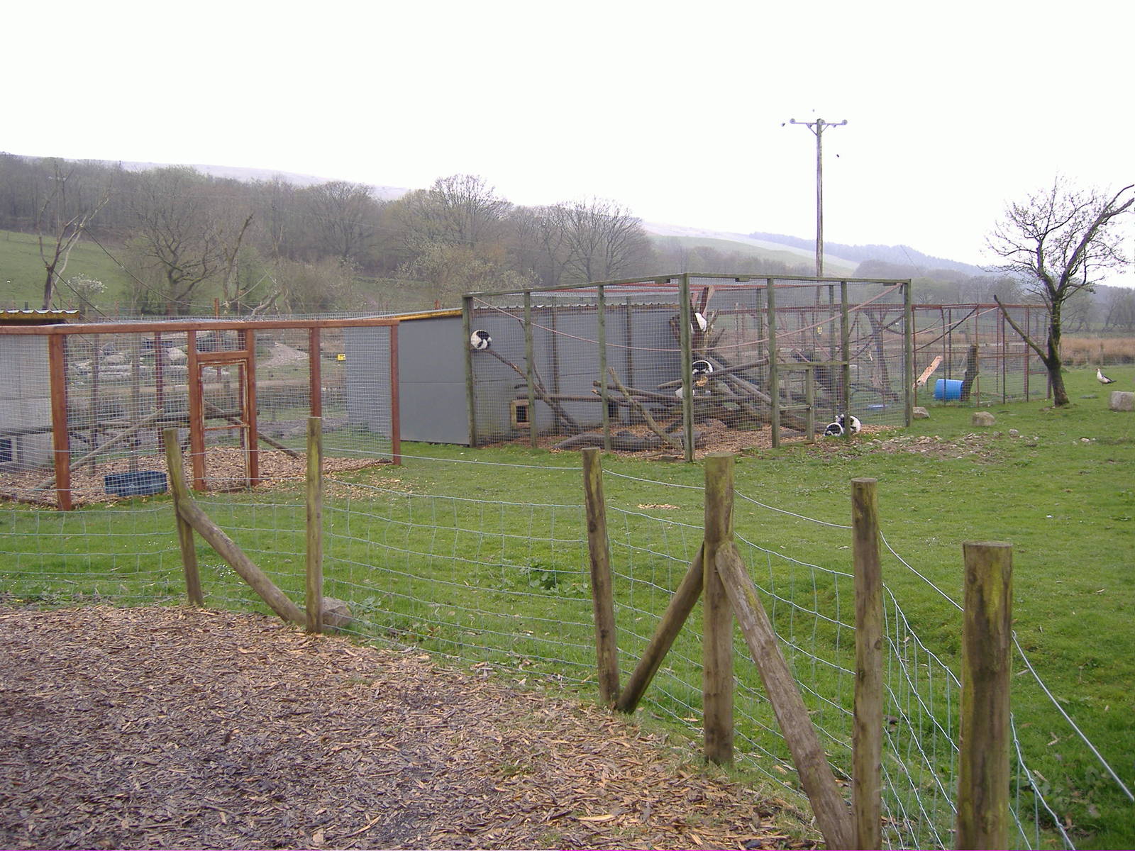 Lemurs and mangabeys Cefn-yr-Erw