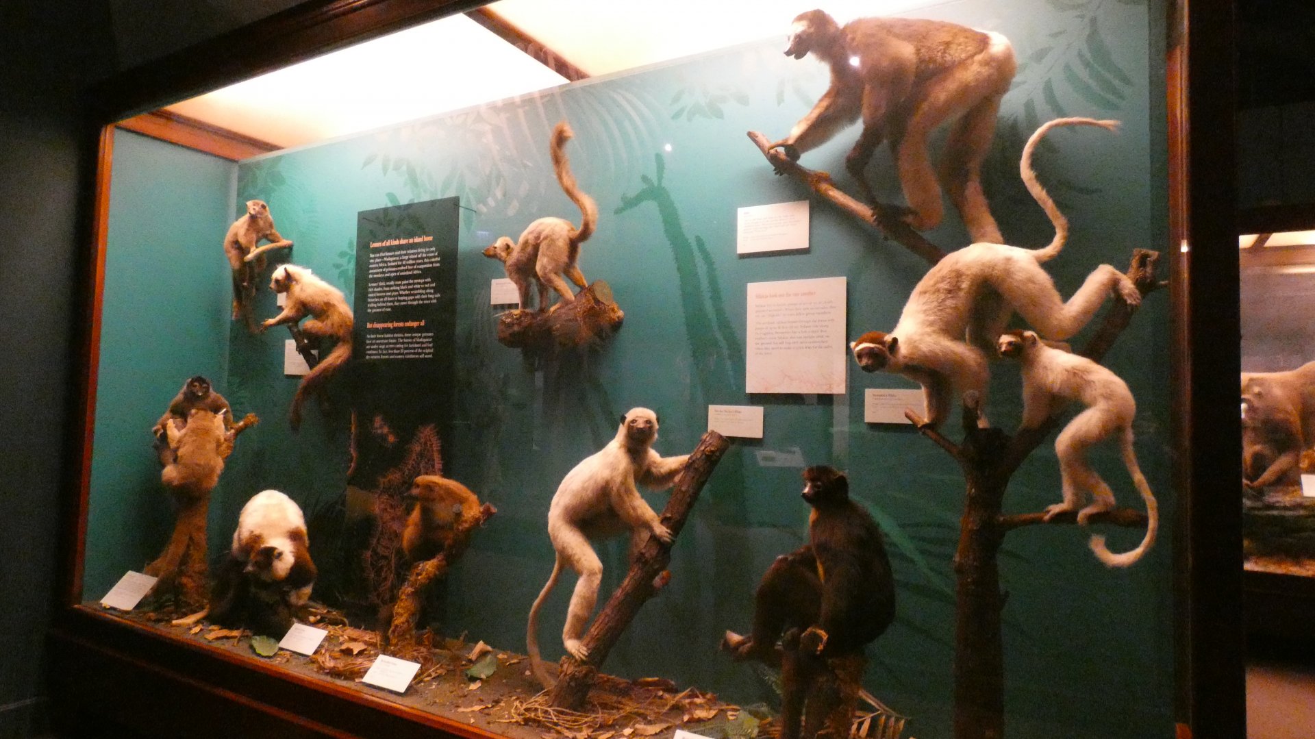 Lemurs, Animal Groups - Feb. 2022