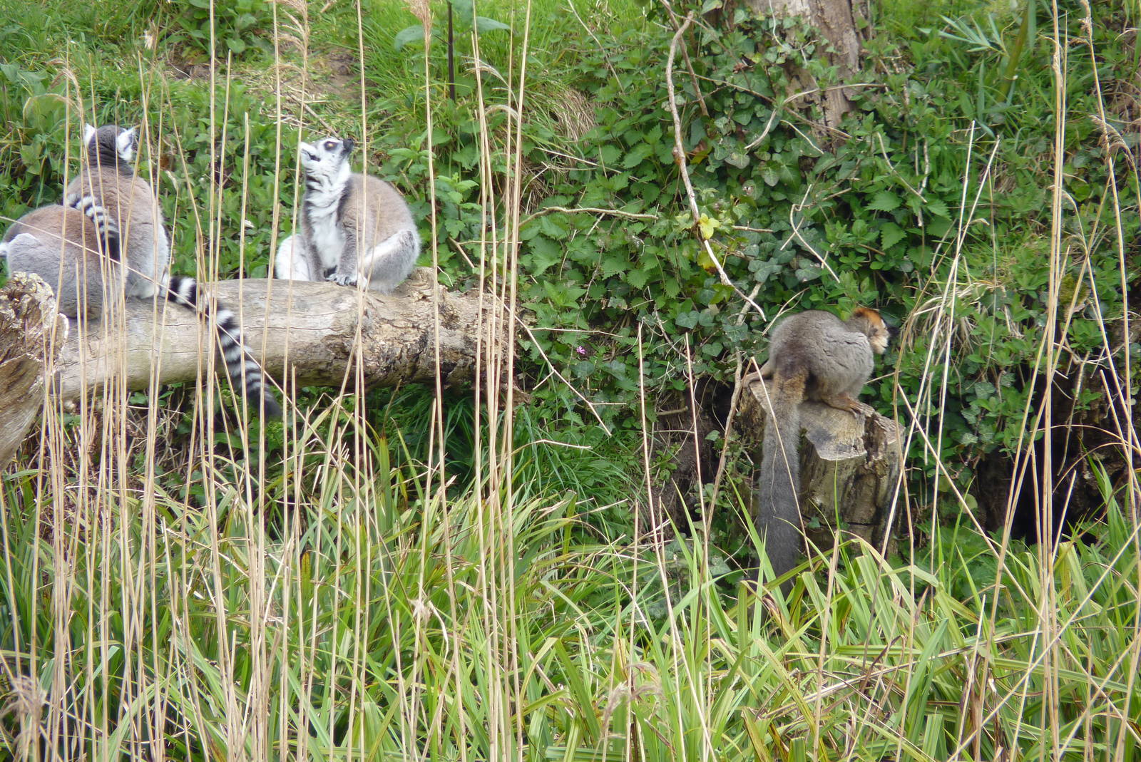 Lemurs, April 2013