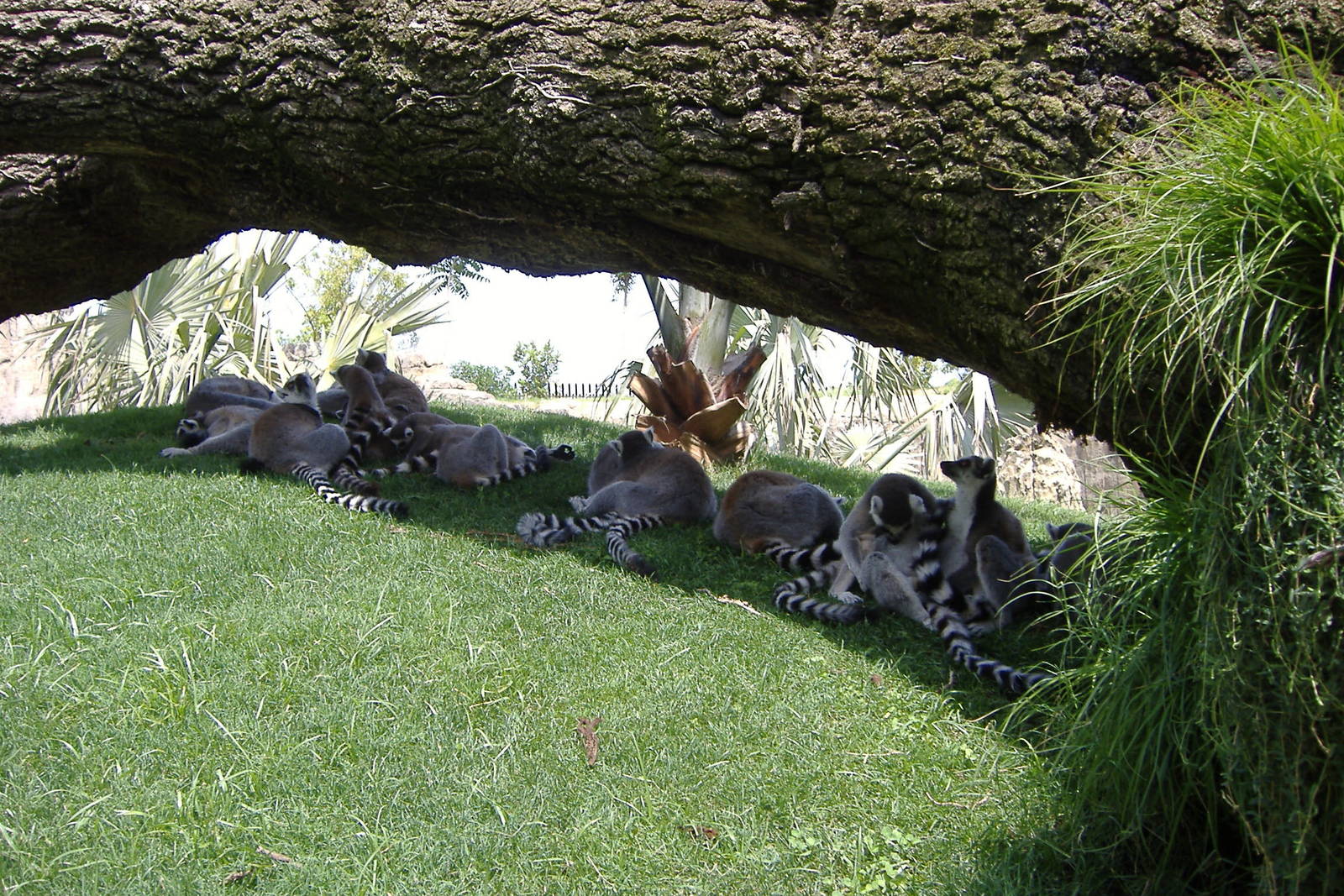 Lemurs at bioparc Valencia