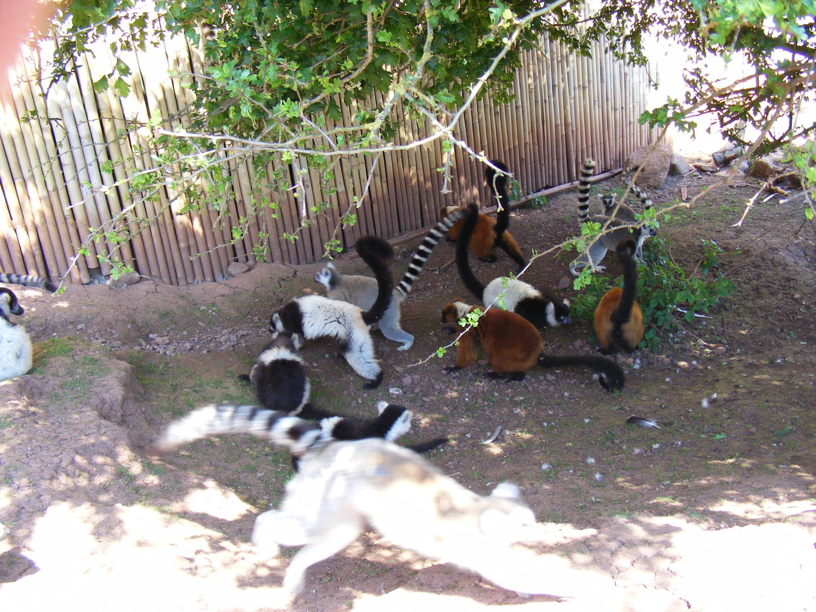 Lemurs at South Lakes Wild Animal Park, 23 May 2010