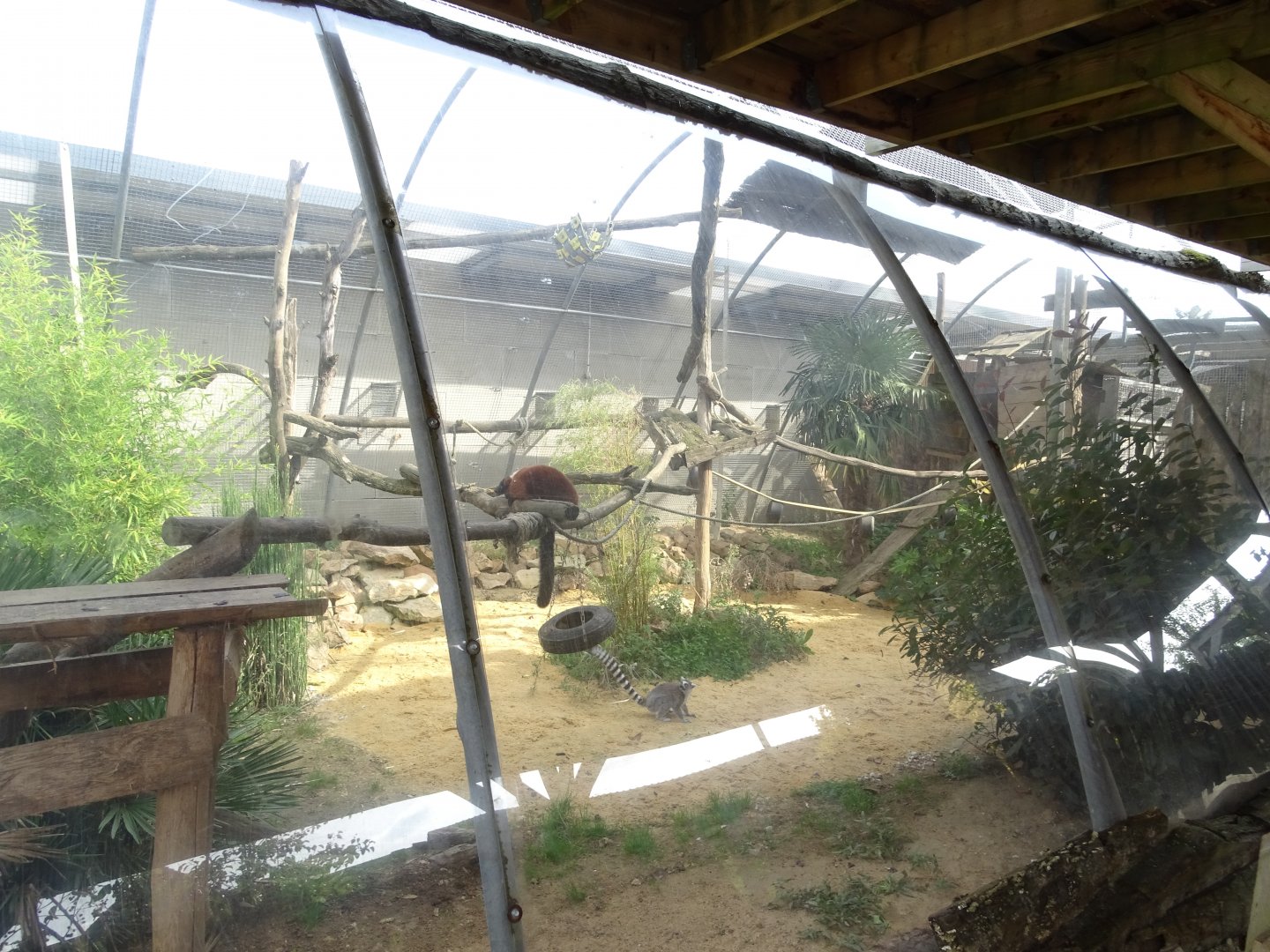 Lemurs exhibit