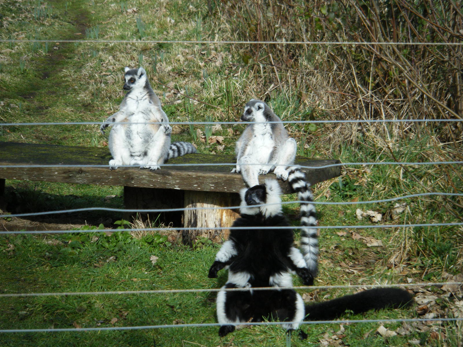 Lemurs in Lemur Woods