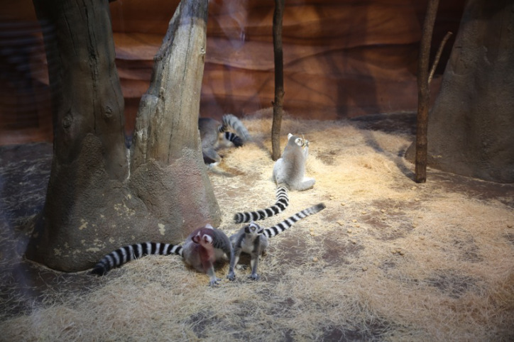 Lemurs in Lost Valley attraction