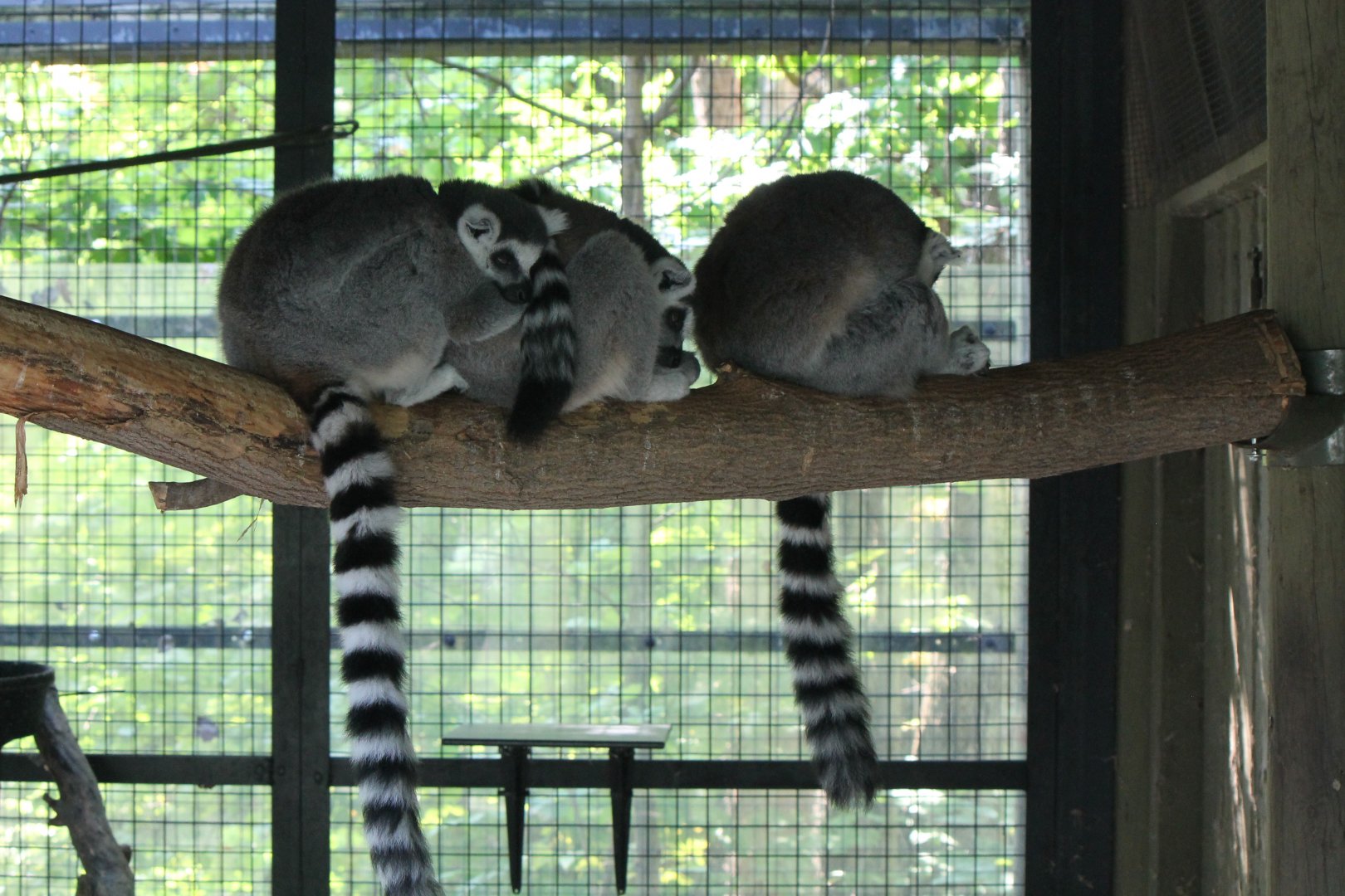 Lemurs in summer home