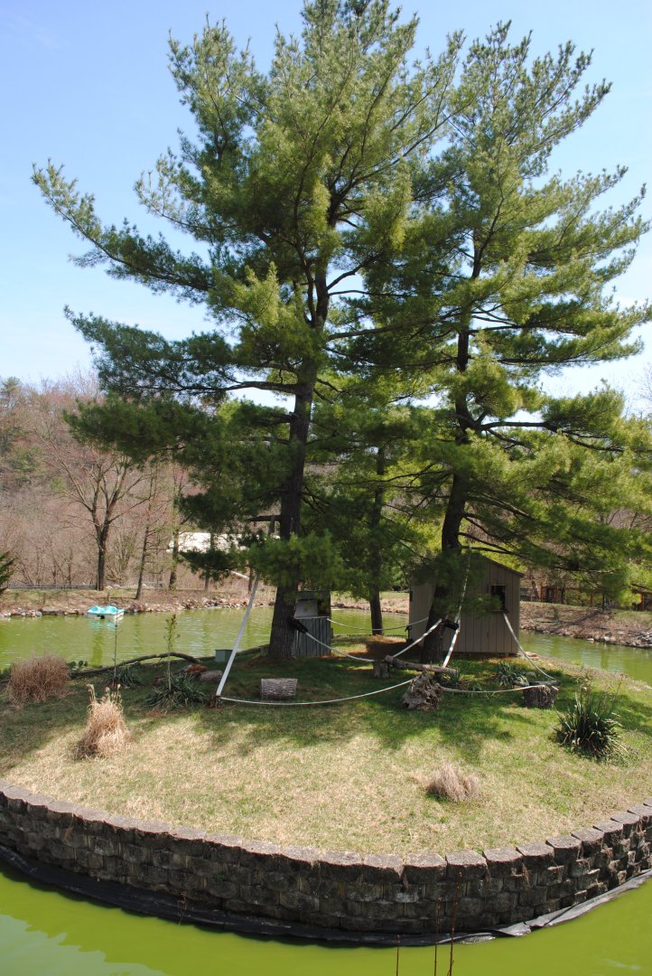 Lemurs Island (Mongoose Lemurs)