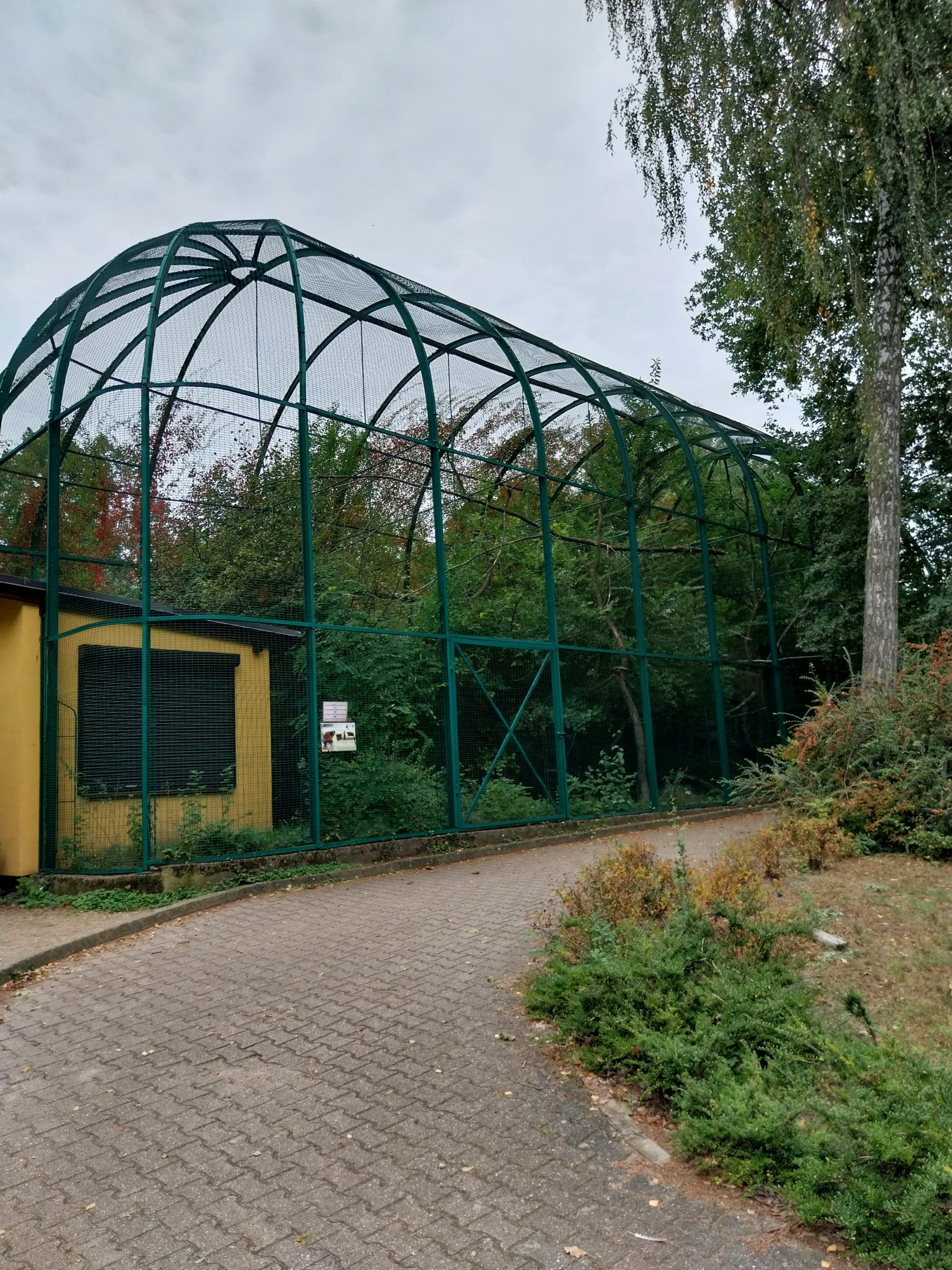 Lemurs & nocturnal mammals - Red Ruffed Lemur (Varecia rubra)