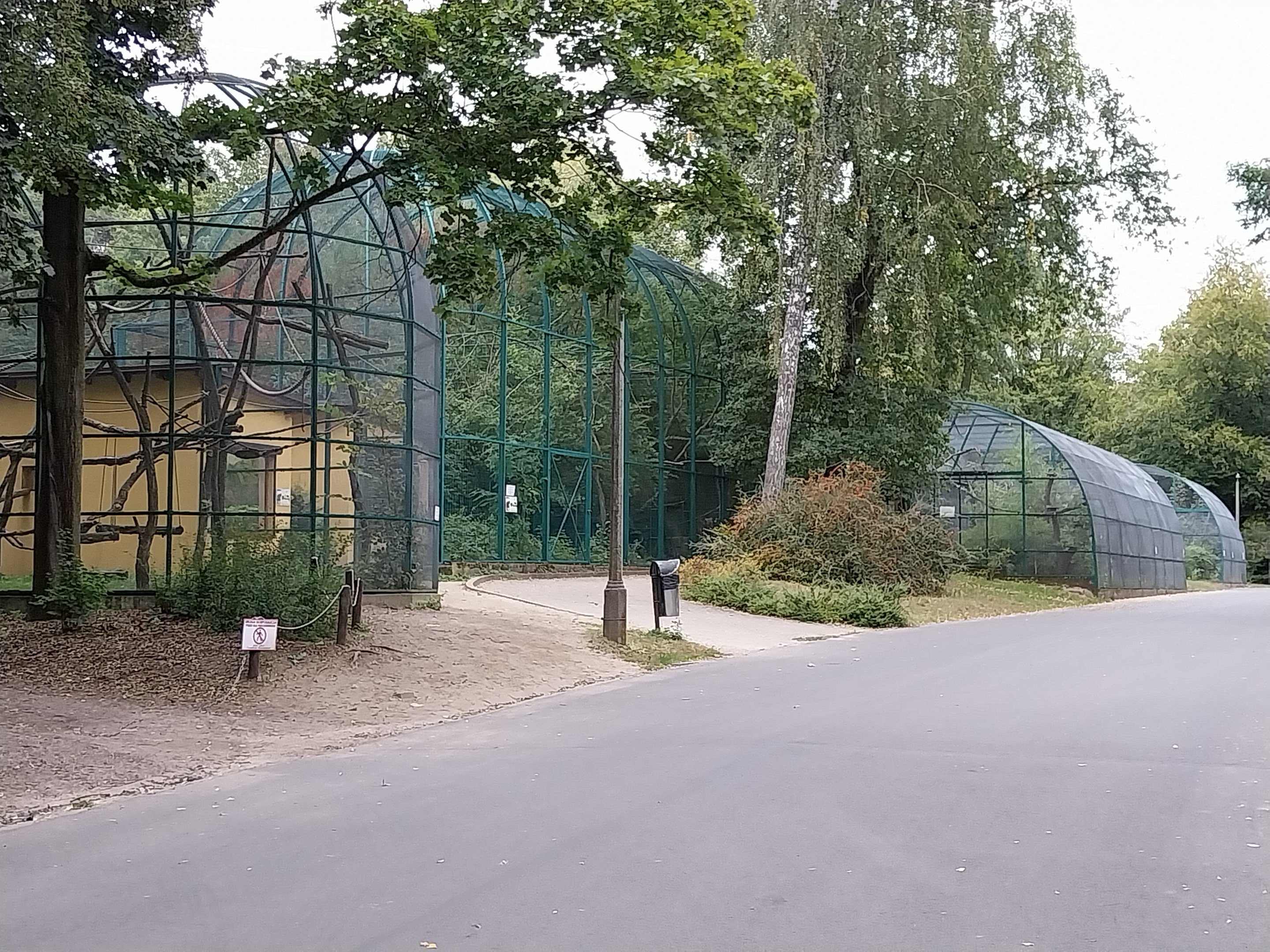 Lemurs & nocturnal mammals - Red Ruffed Lemur (Varecia rubra)