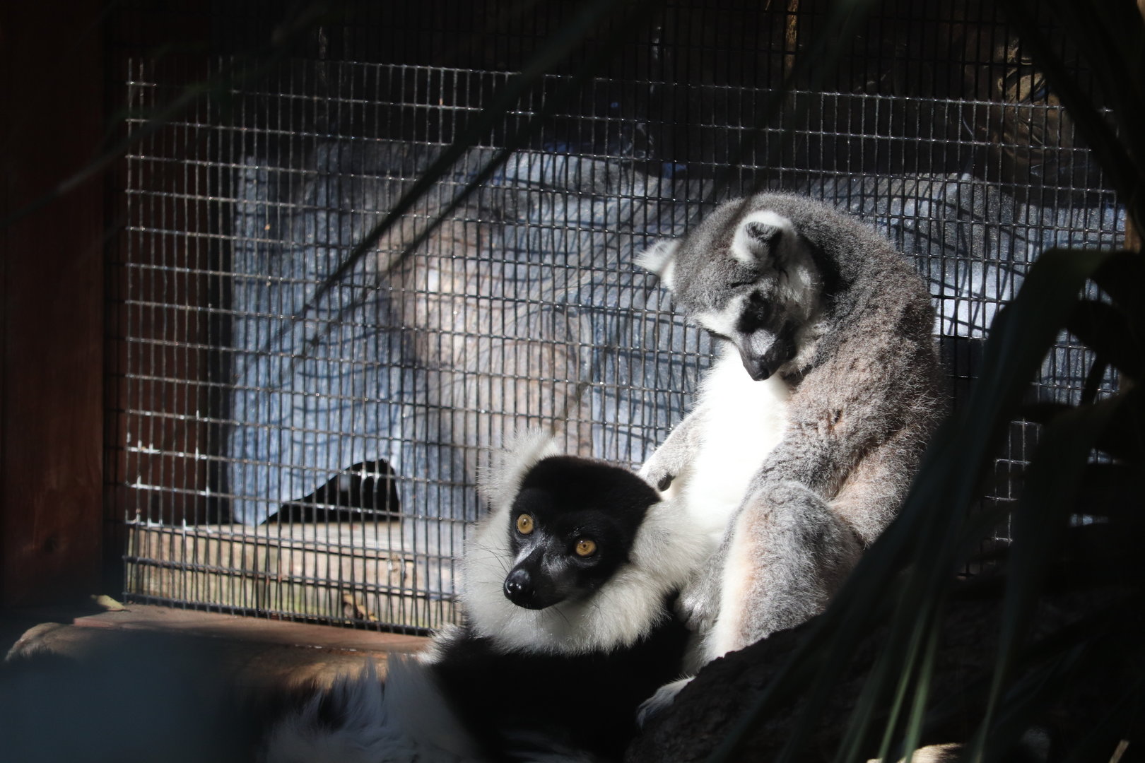 Lemurs of Madagascar - Black-and-White Ruffed Lemur - Ring-Tailed Lemur