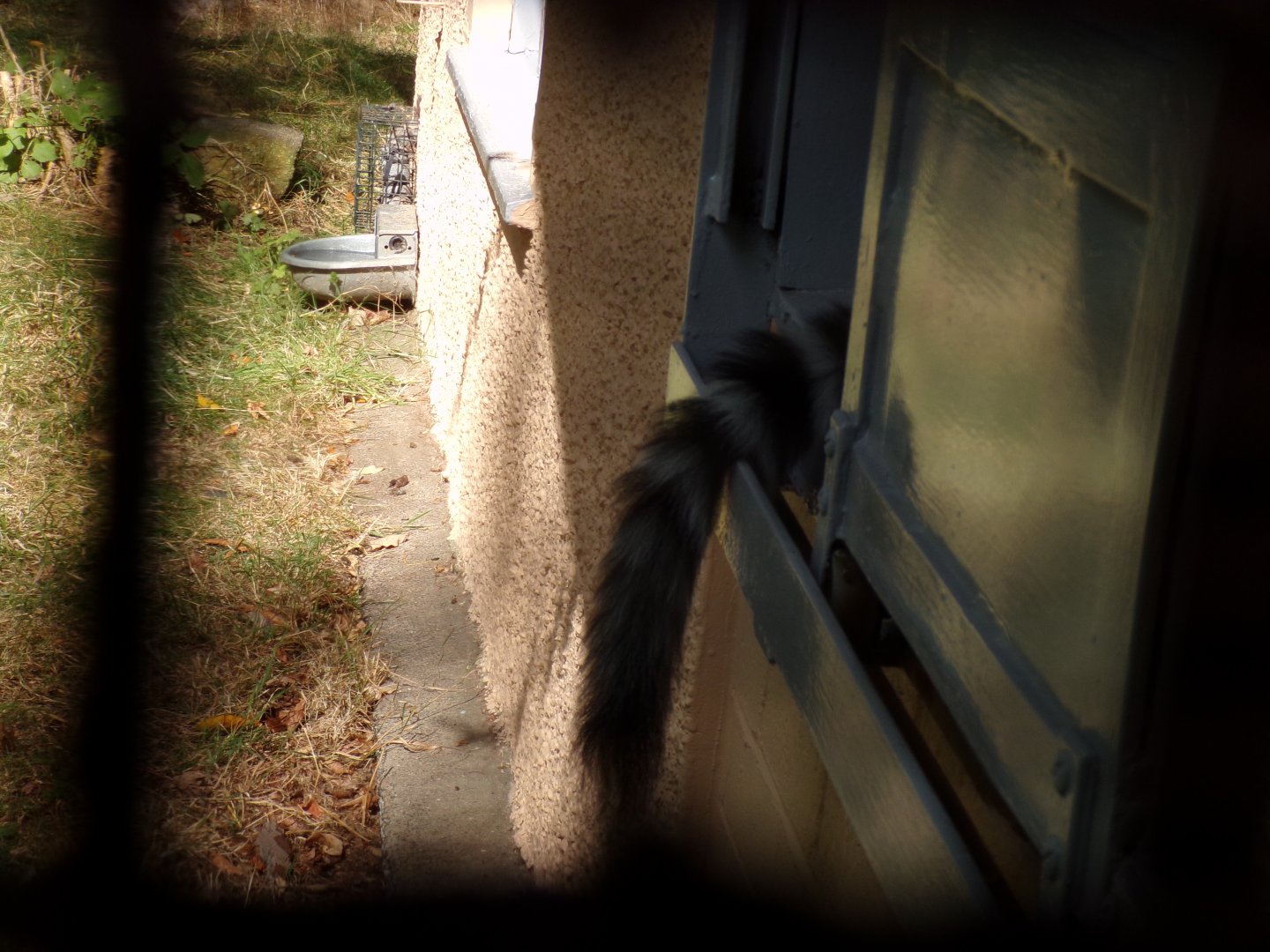 Lemur’s ring tail 9.9.23