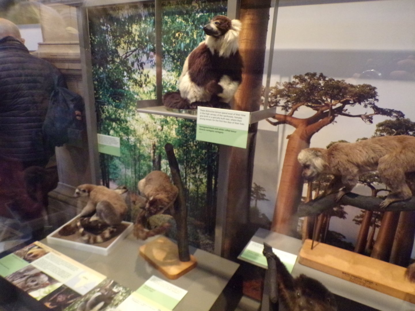 Lemurs (taken at Kelvingrove museum) 12.2.24