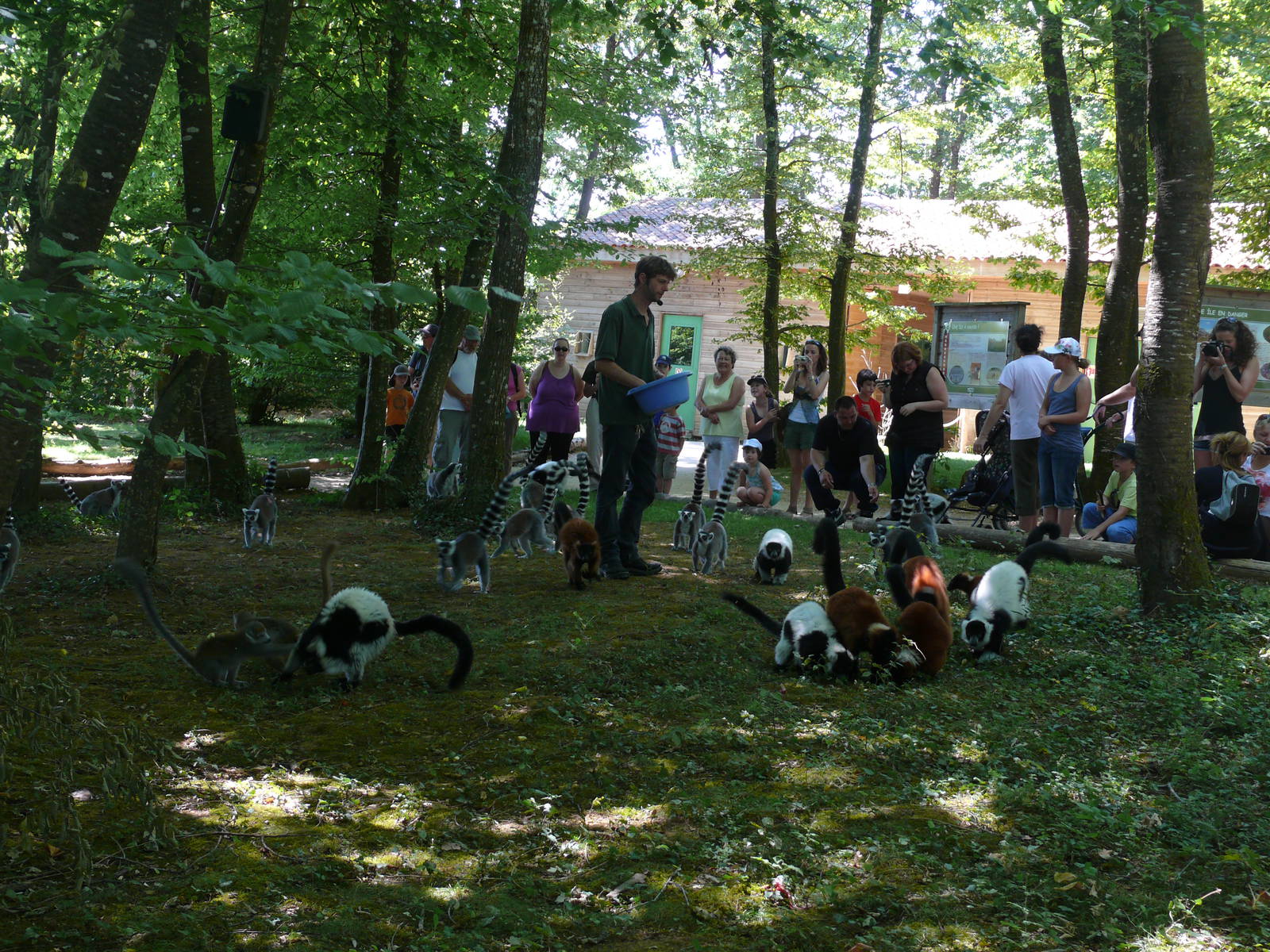 Lemurs walk-through exhibit