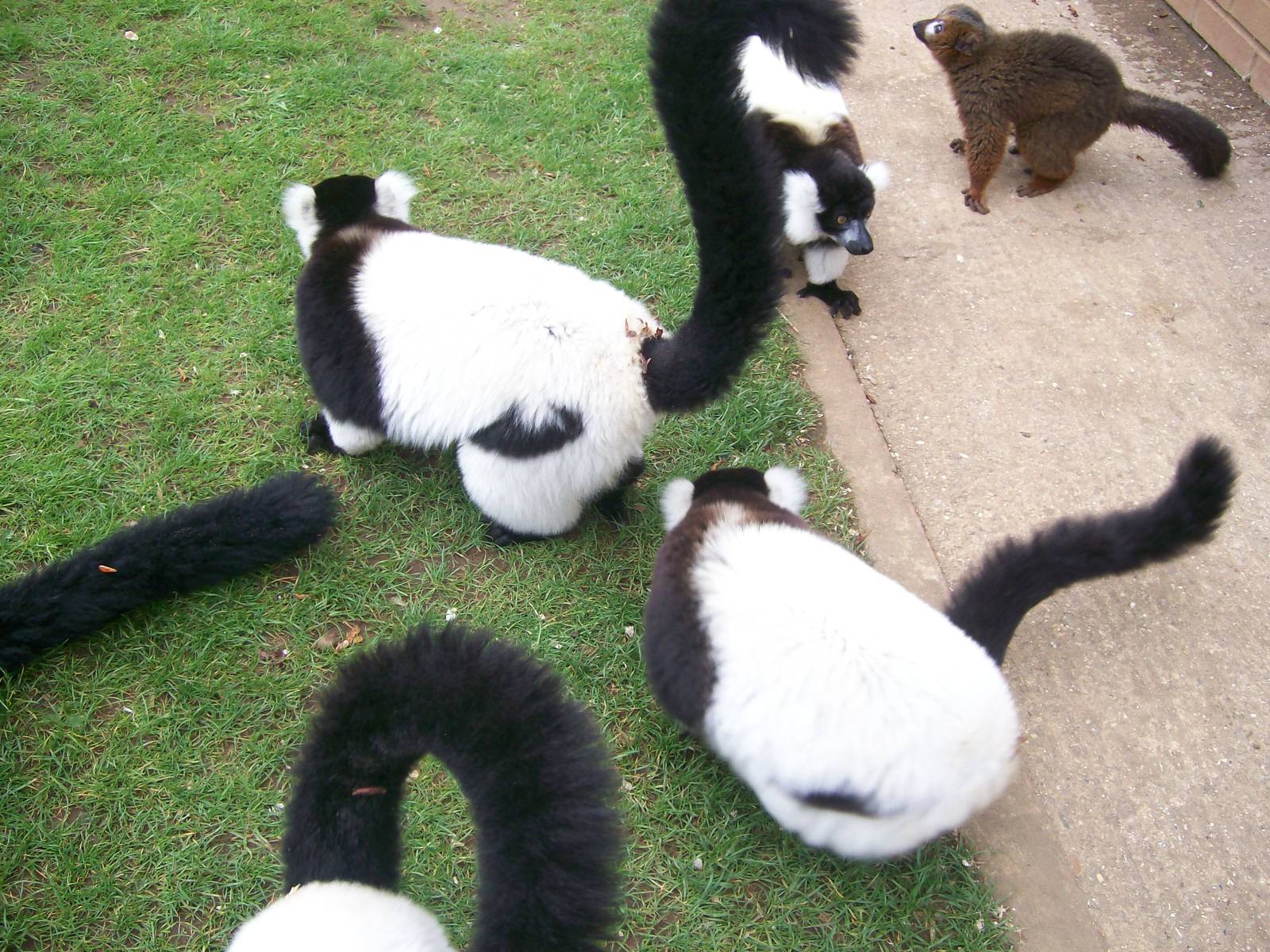 Lemurs