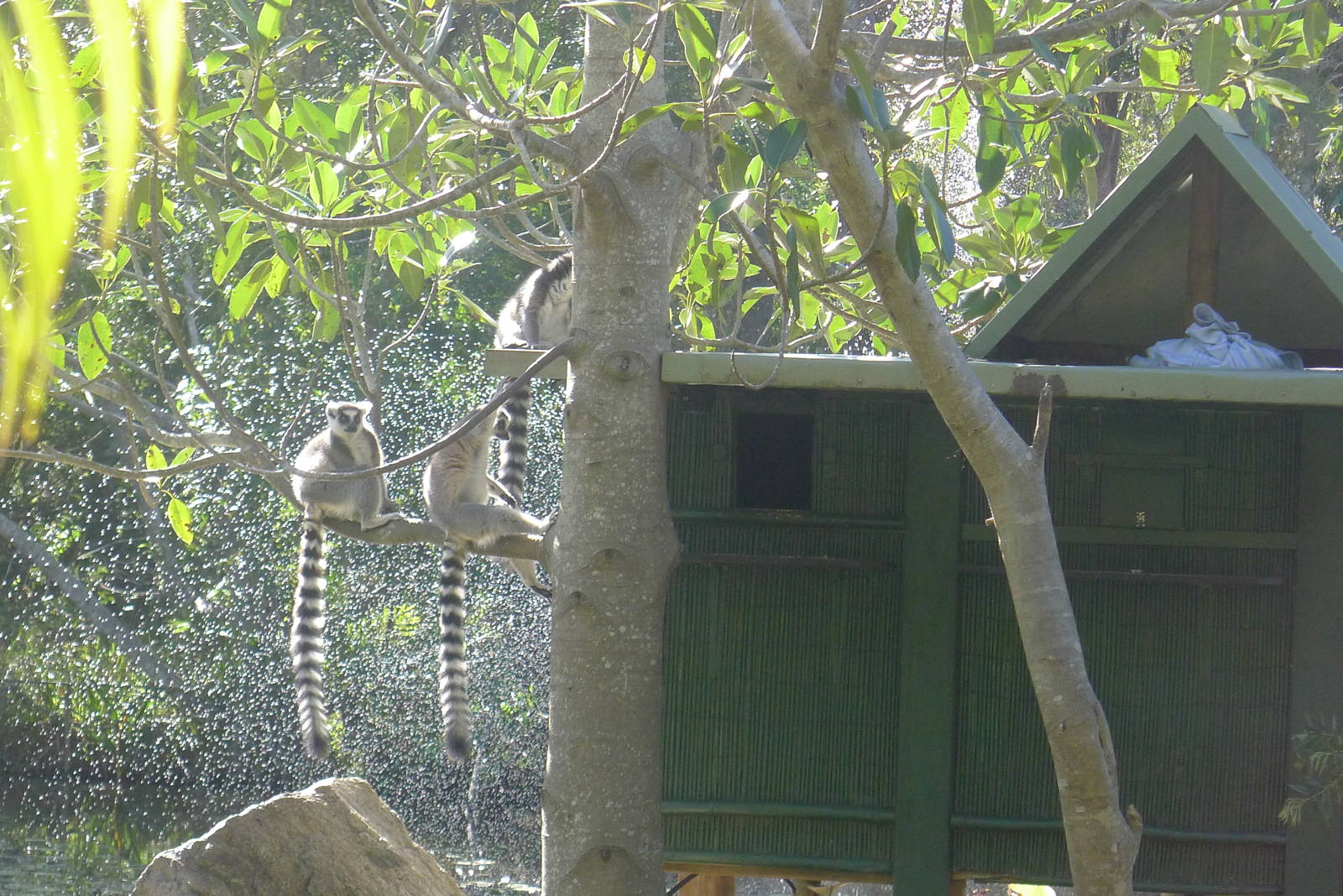 Lemurs